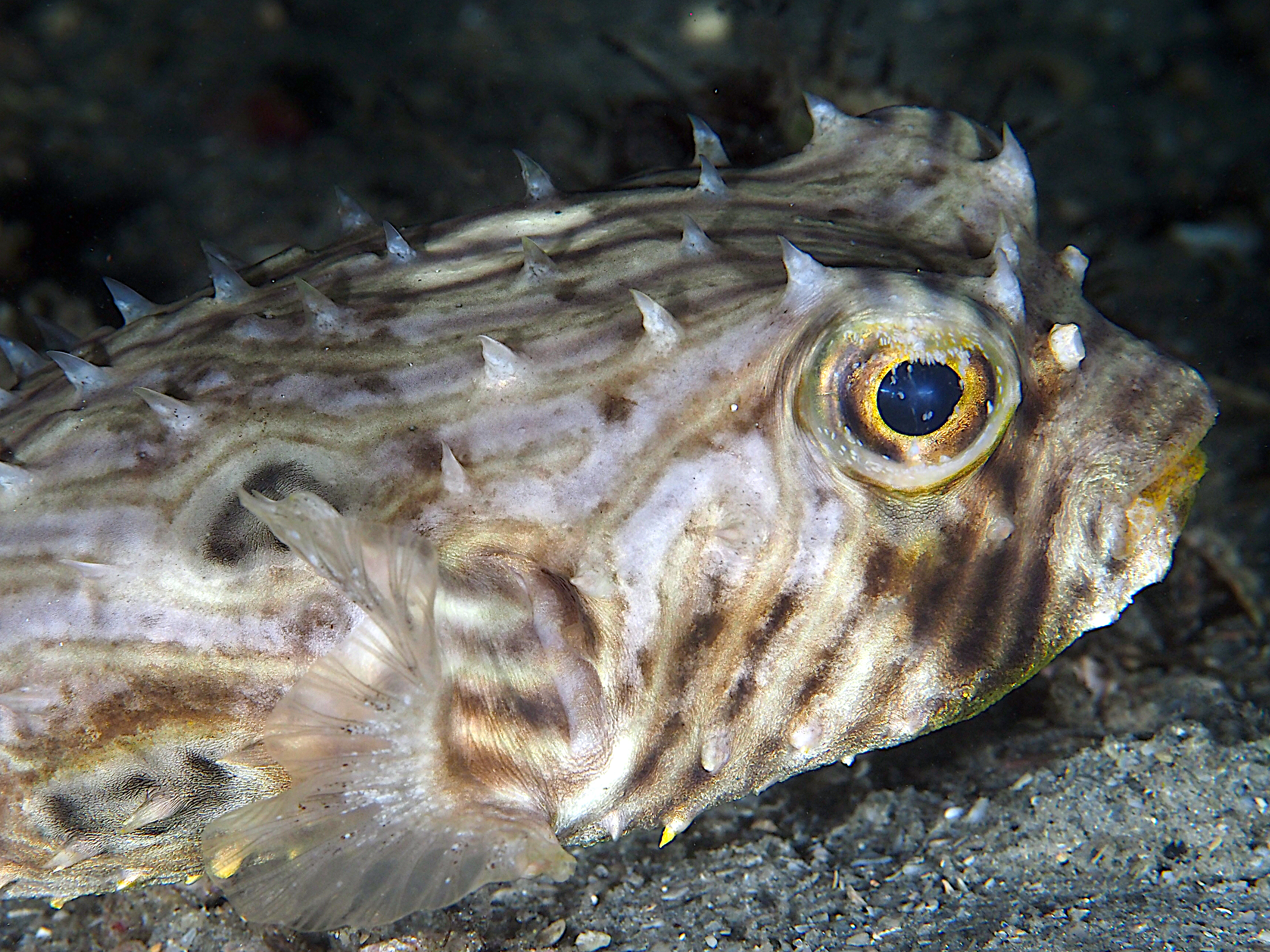 Striped Burrfish - Chilomycterus schoepfii