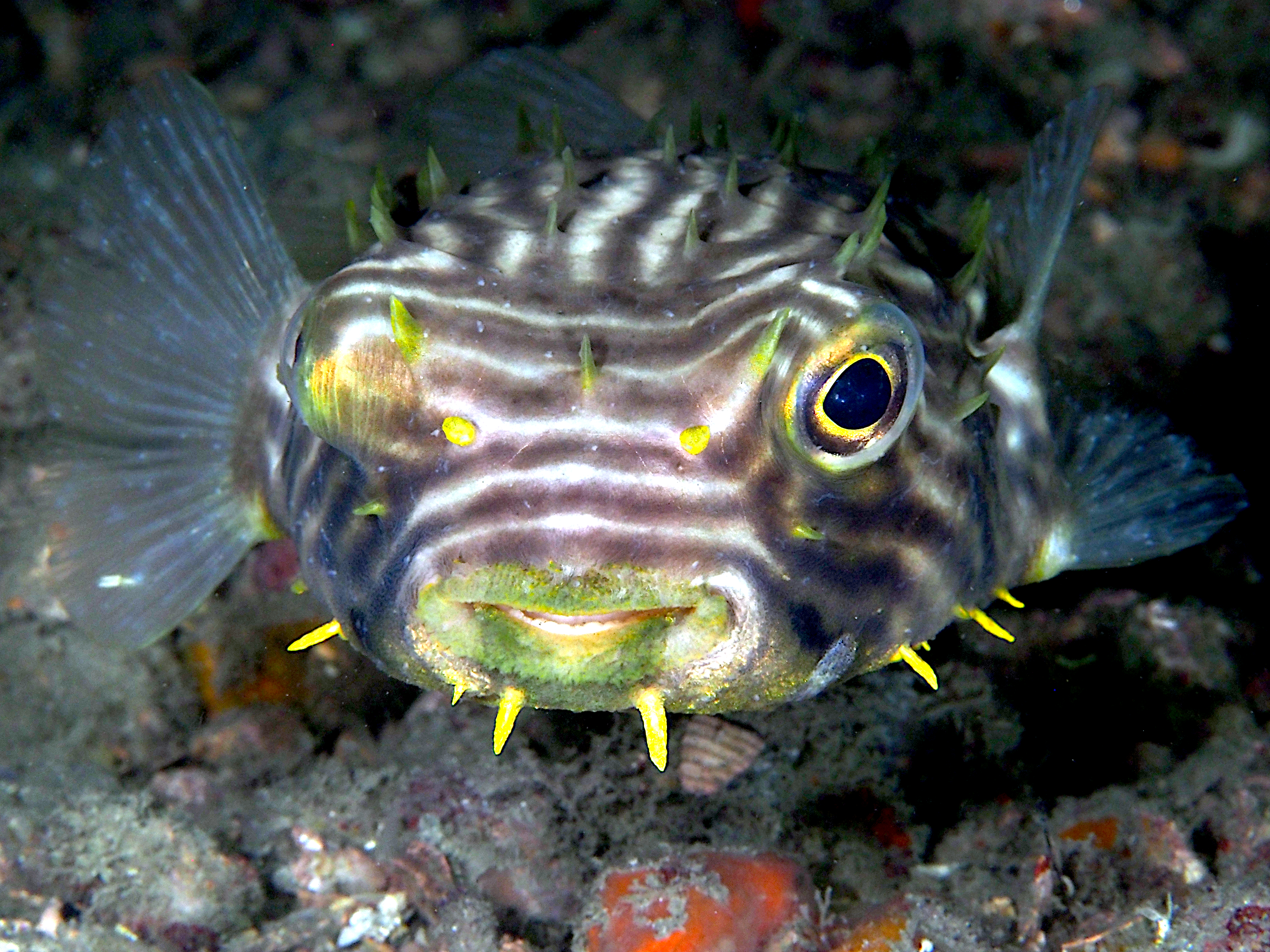 Striped Burrfish - Chilomycterus schoepfii