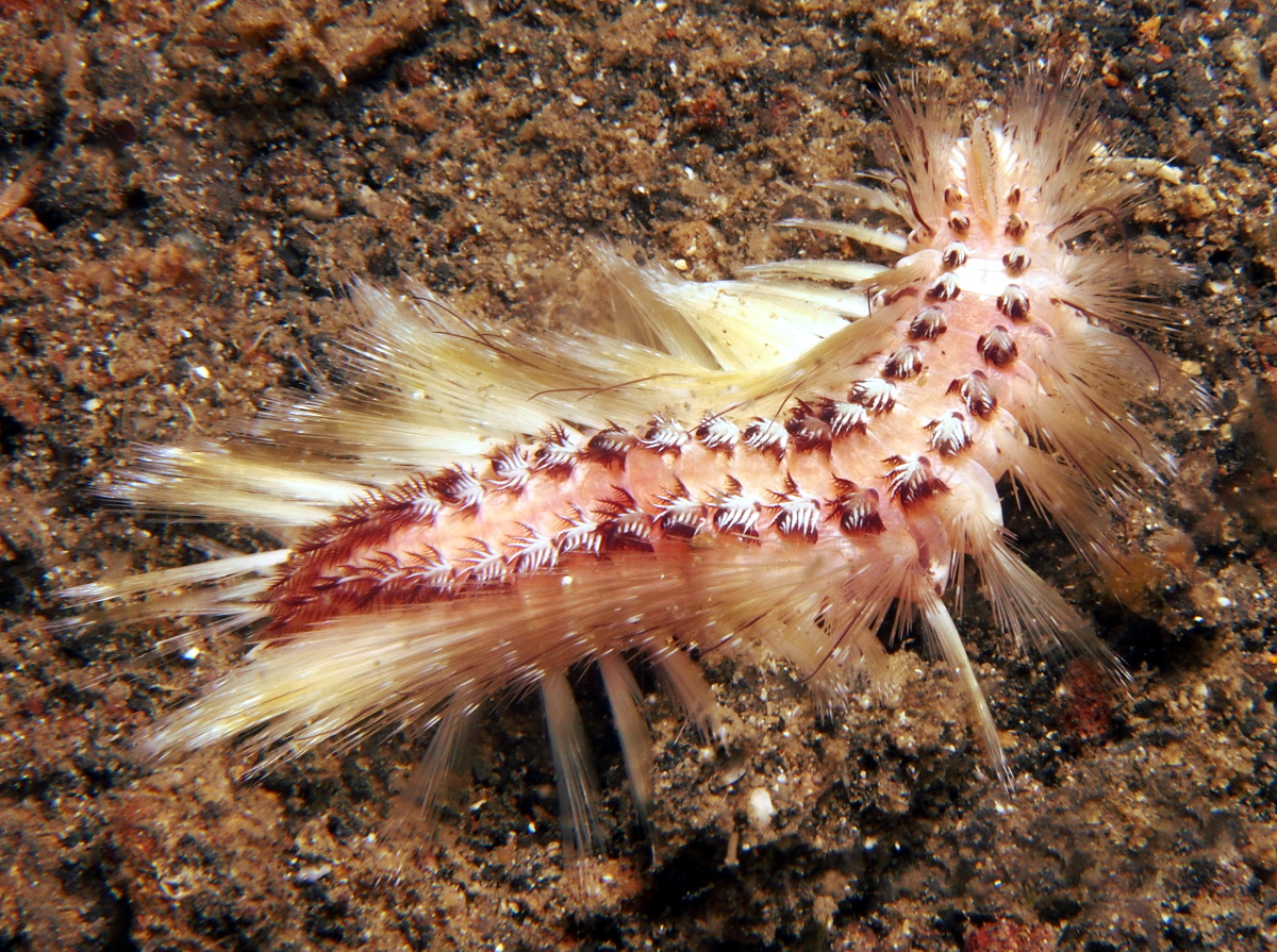 Small Fireworm - Chloeia parva - Lembeh Strait, Indonesia