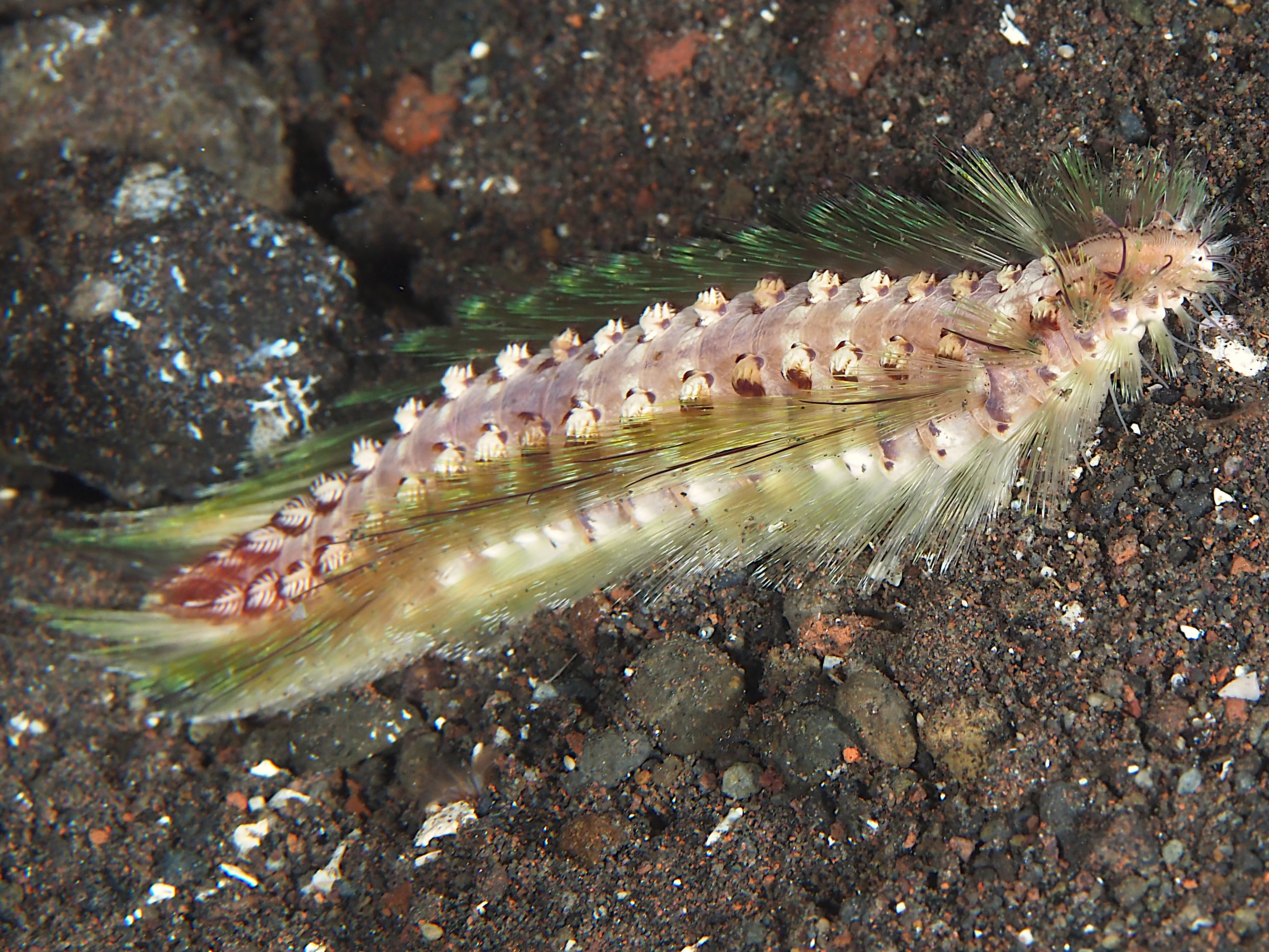 Chloeia bemisae - Chloeia bemisae