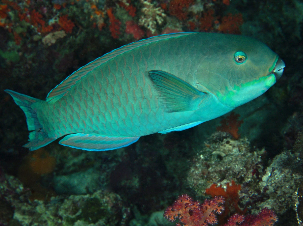 Steephead Parrotfish - Chlorurus microrhinos