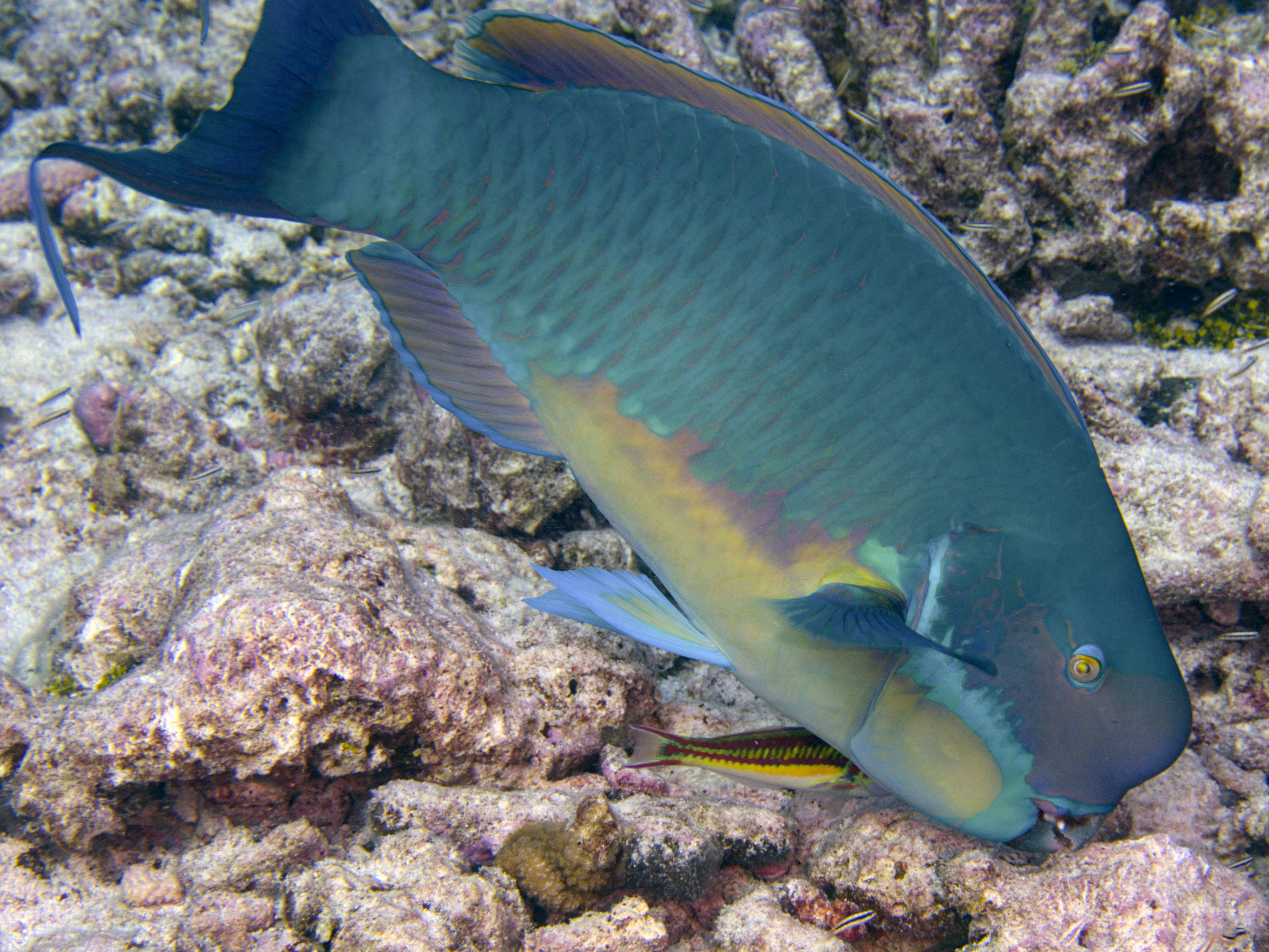 Steephead Parrotfish - Chlorurus microrhinos