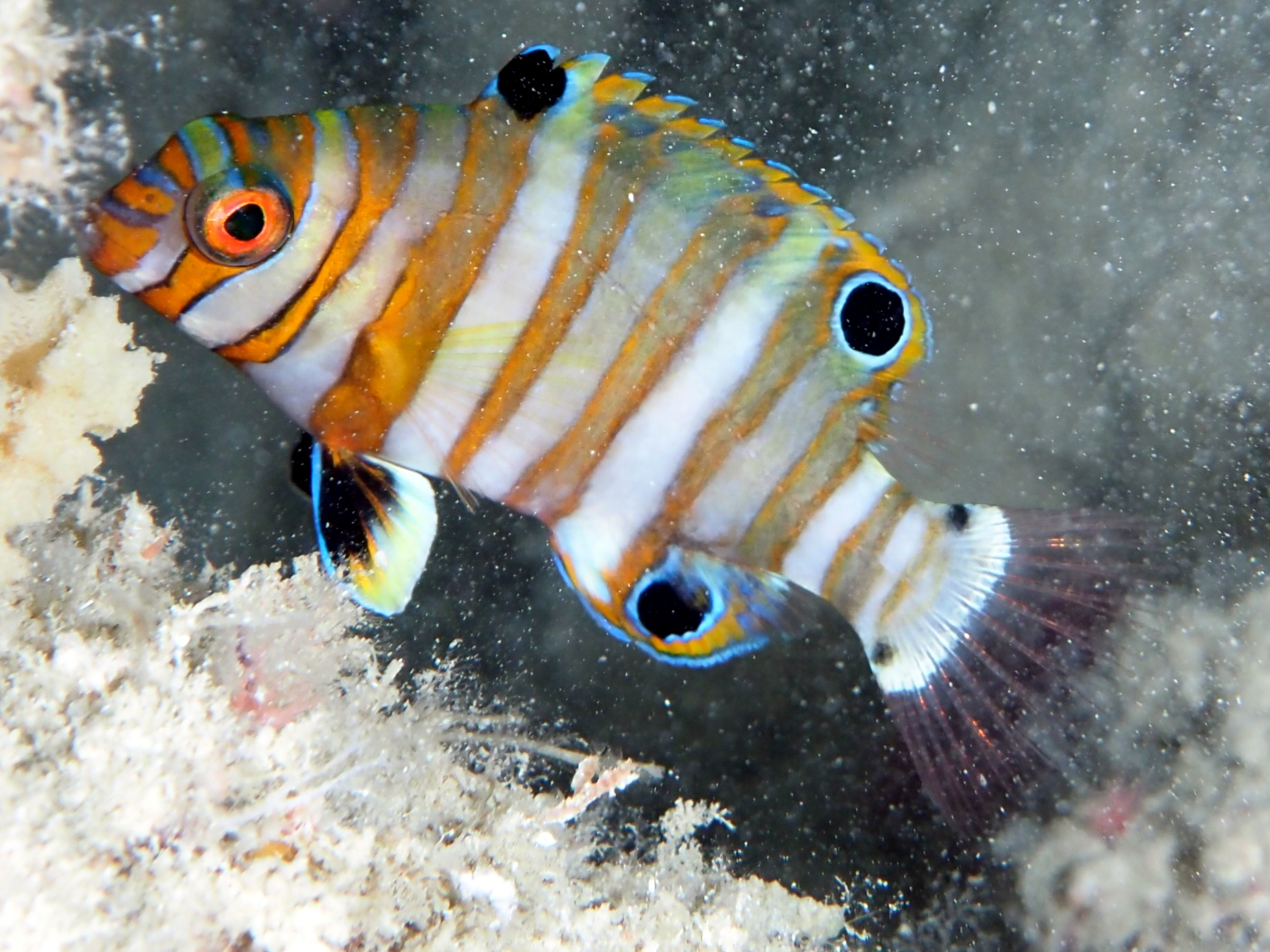 Harlequin Tuskfish - Choerodon fasciatus