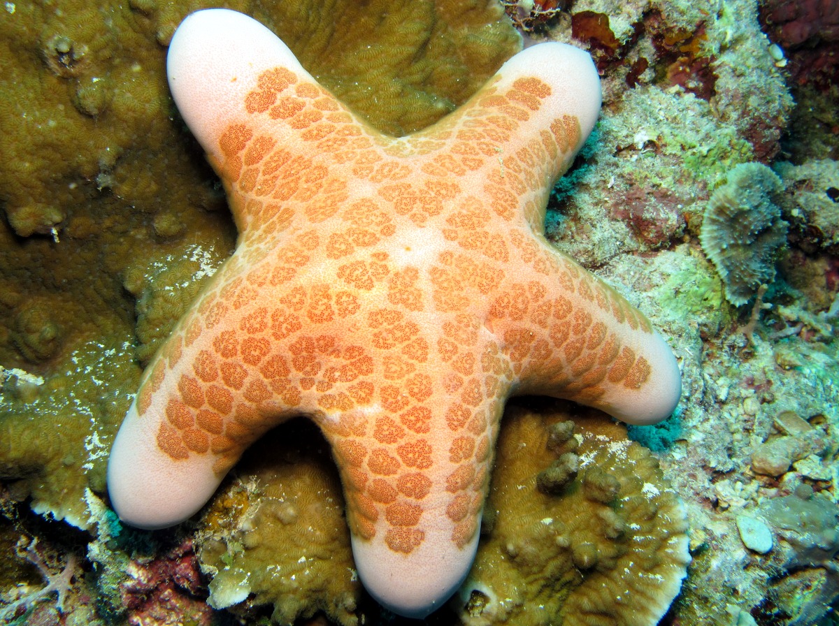 Granulated Sea Star - Choriaster granulatus