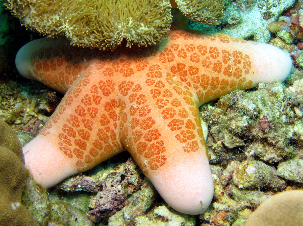 Granulated Sea Star - Choriaster granulatus