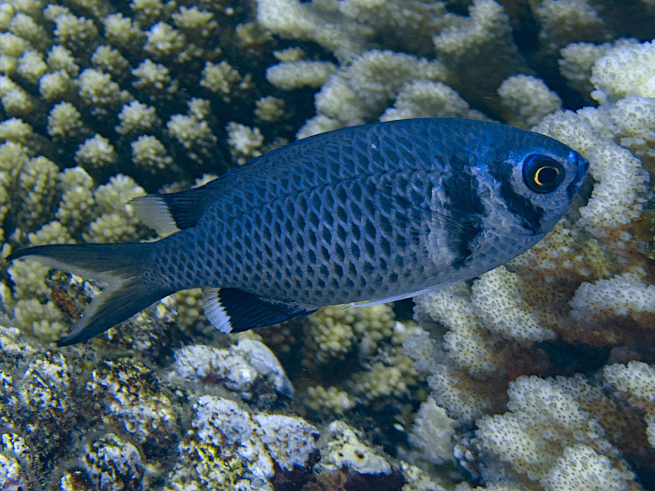 Short-Tail Doublebar Chromis - Chromis anadema