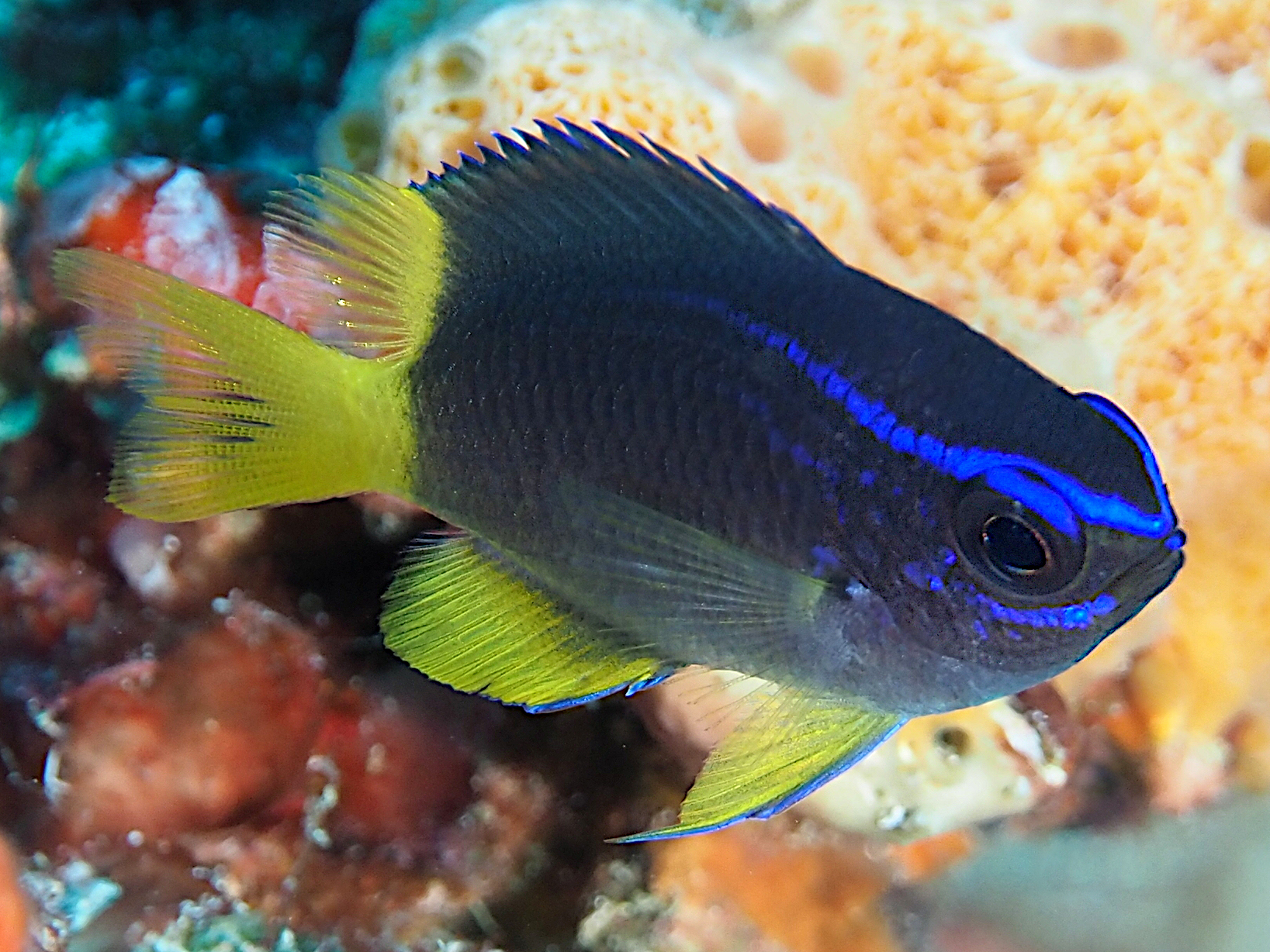 Yellowtail Reeffish - Chromis enchrysura