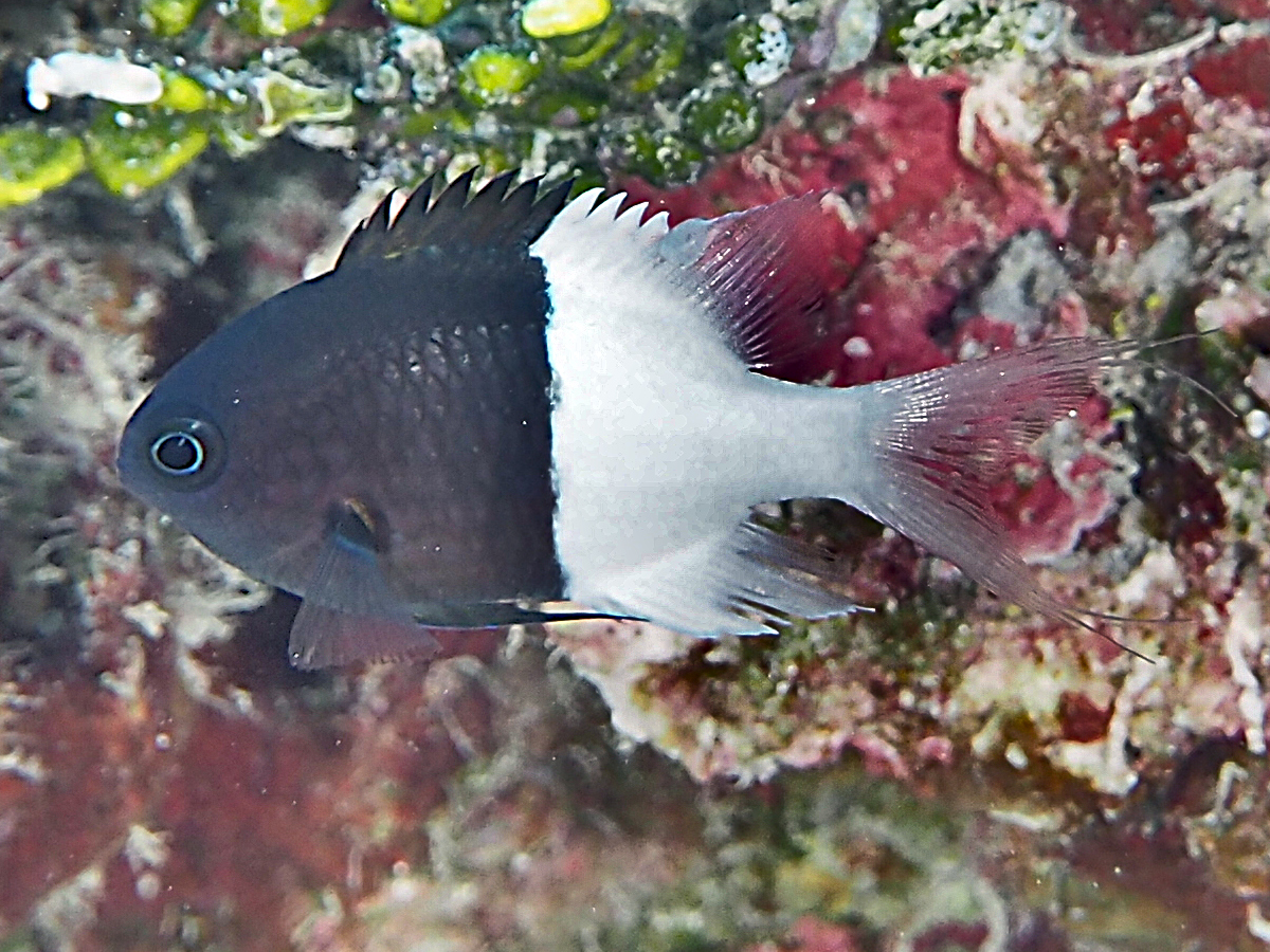 Half-and-Half Chromis - Pycnochromis iomelas