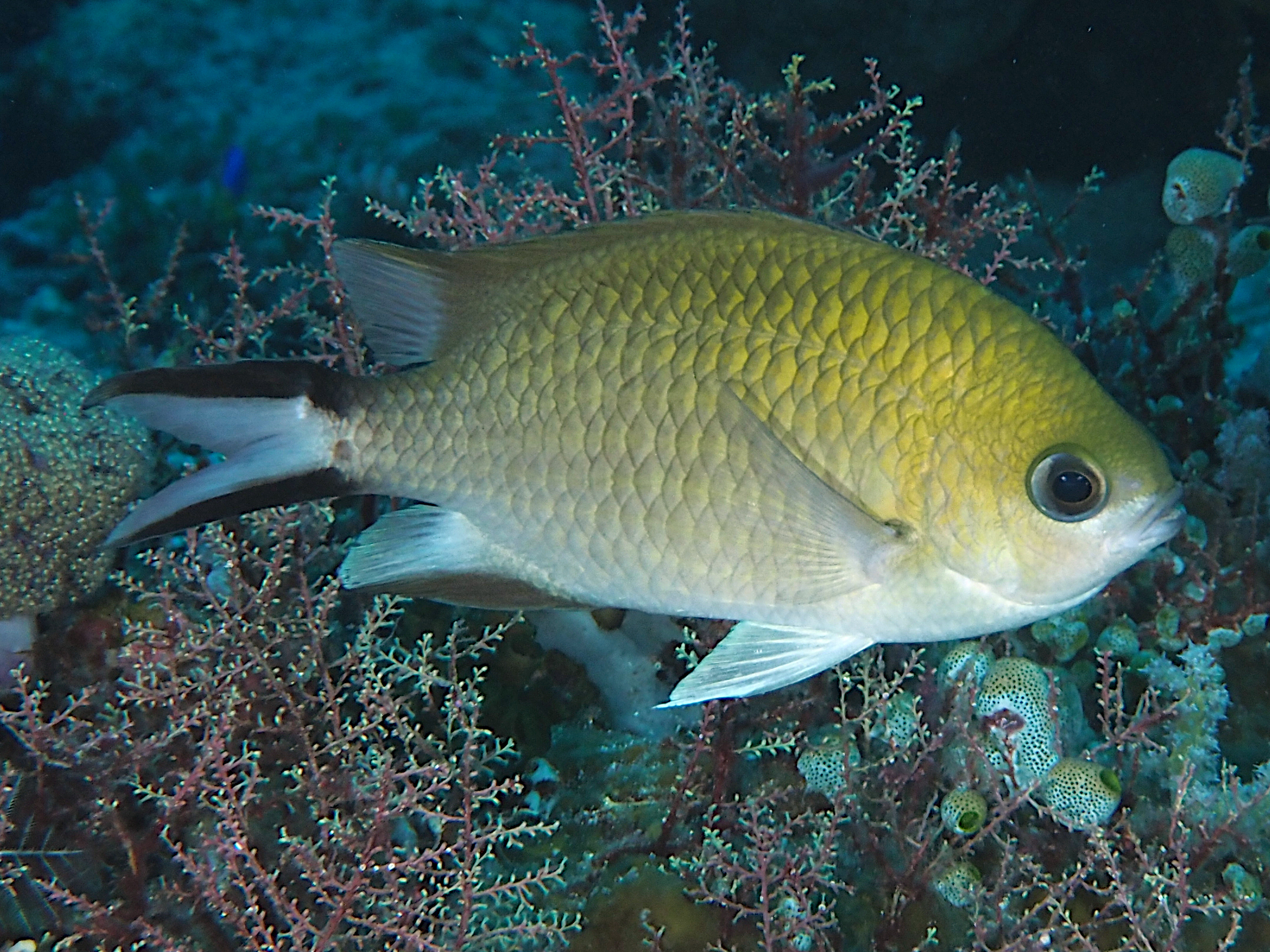 Philippine Chromis - Chromis scotochiloptera