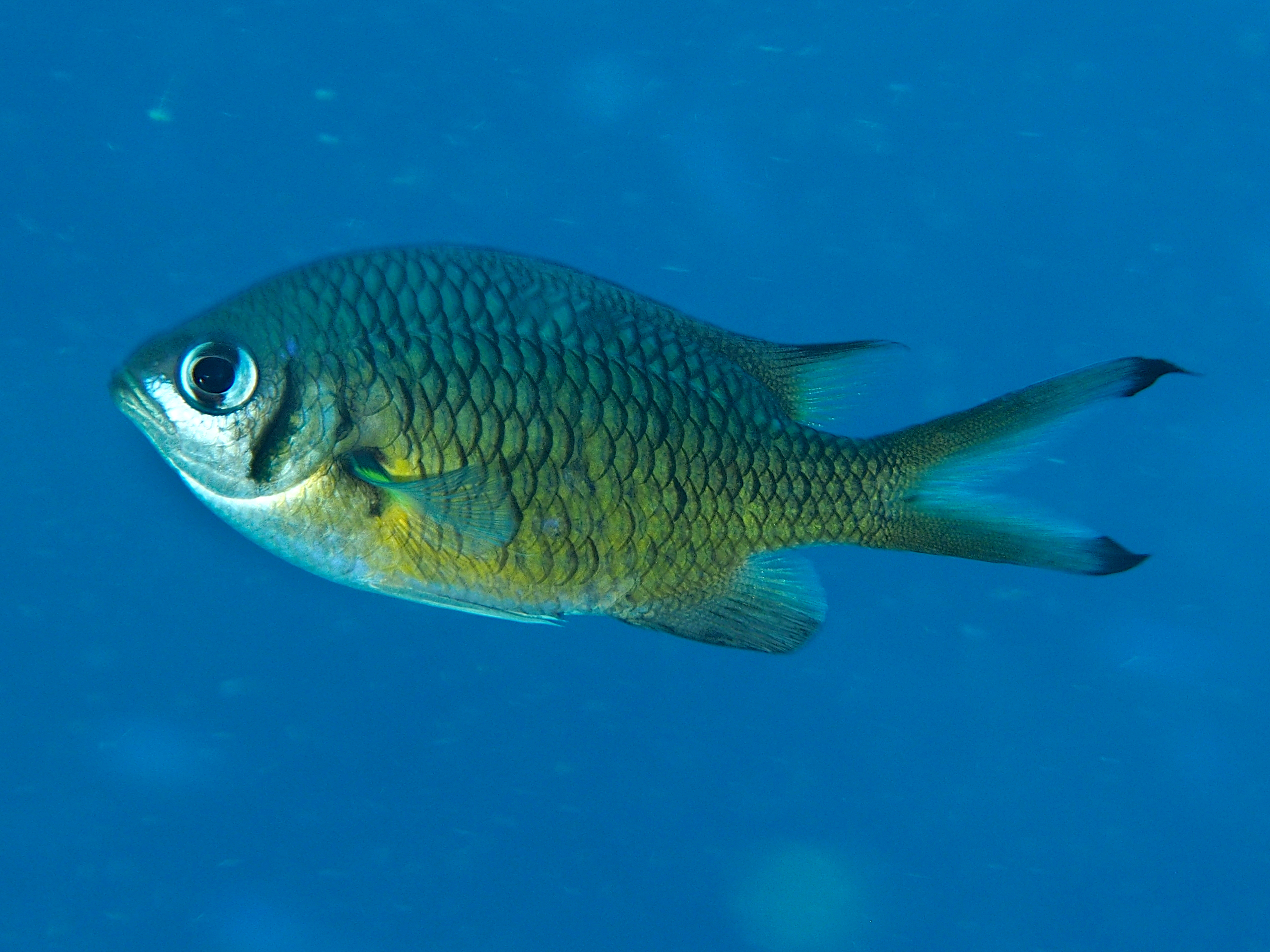 Weber's Chromis - Chromis weberi - Fiji