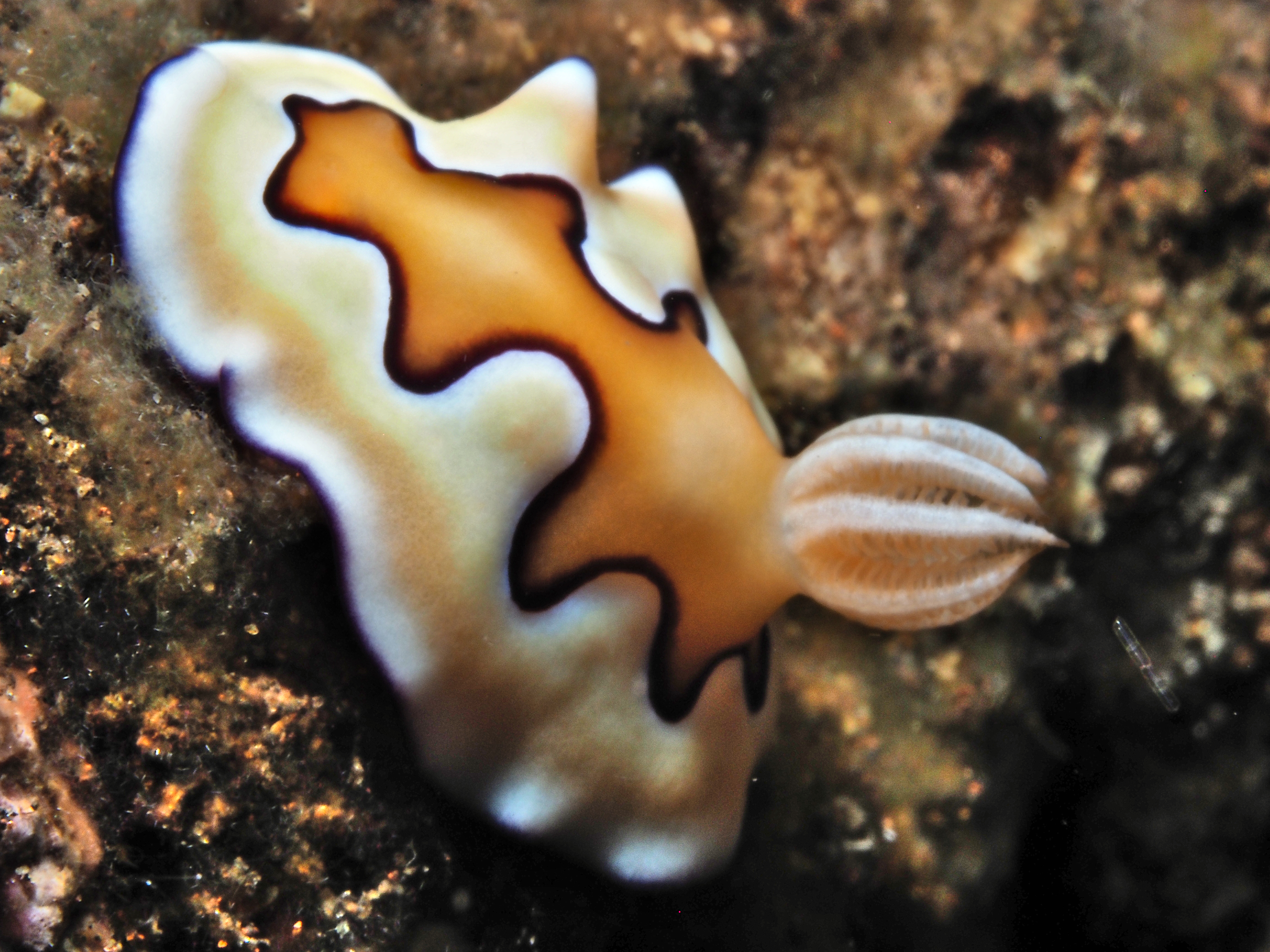 Co's Chromodoris - Goniobranchus coi