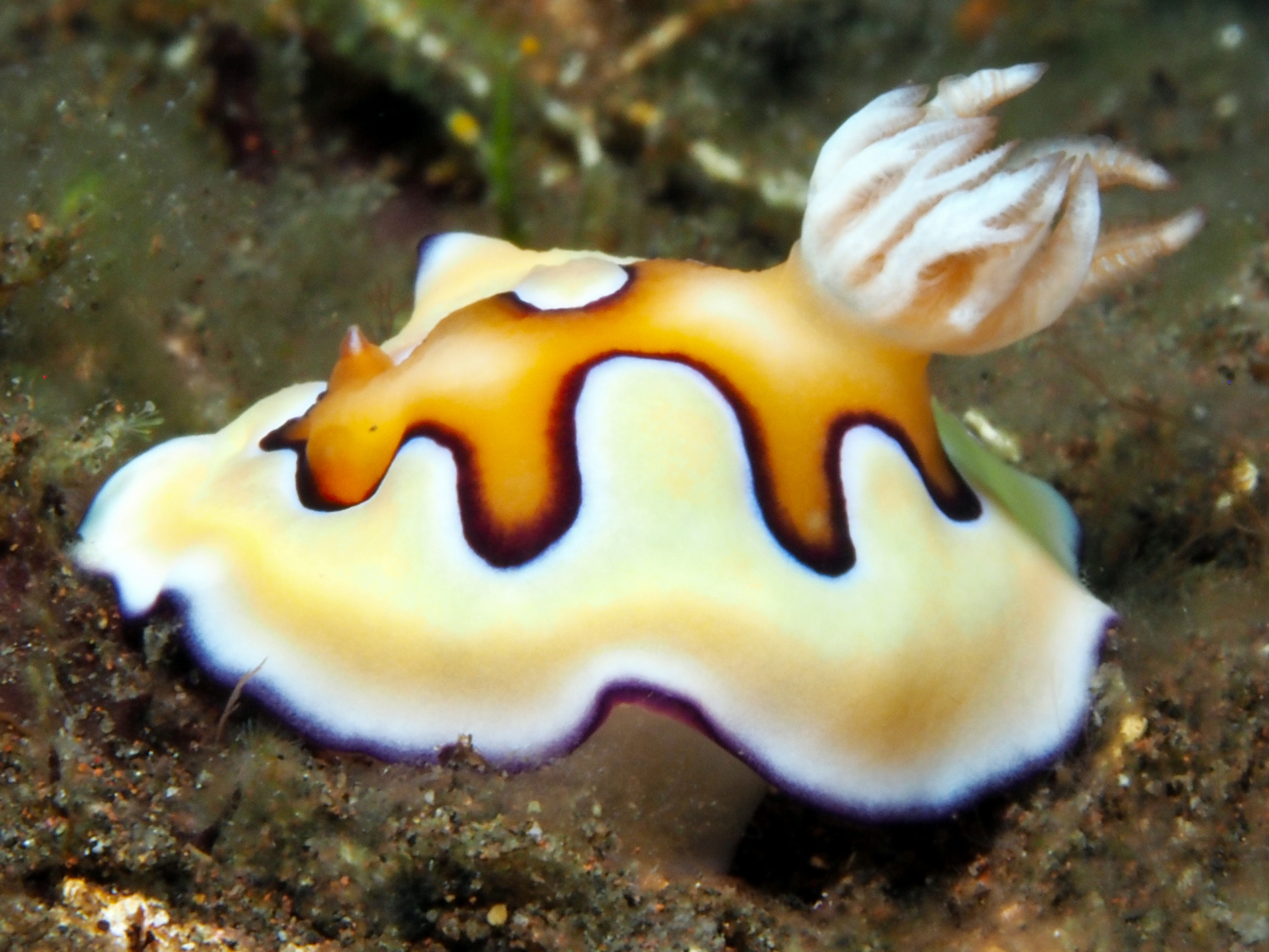 Co's Chromodoris - Goniobranchus coi