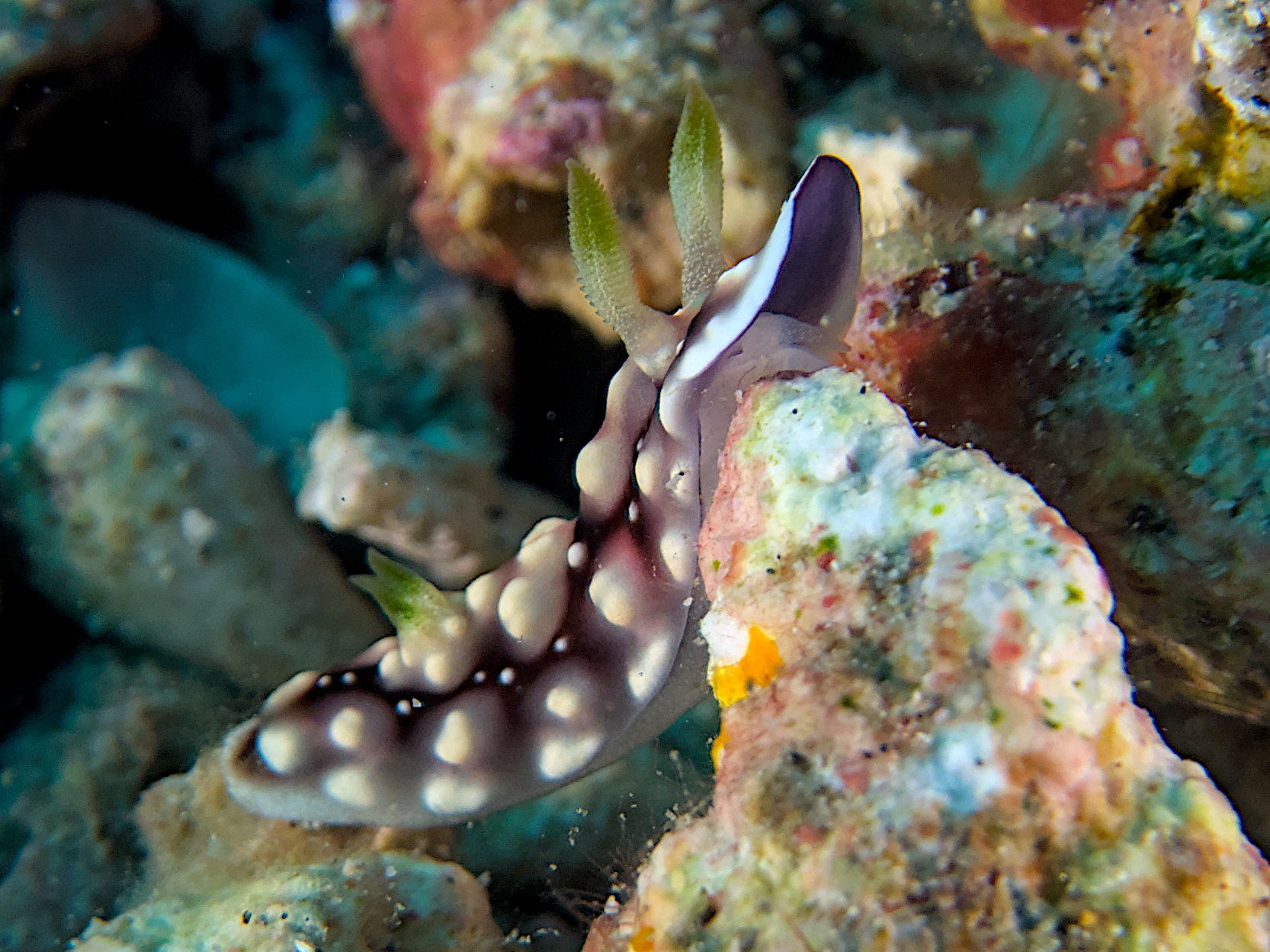 Geometric Chromodoris - Goniobranchus geometricus
