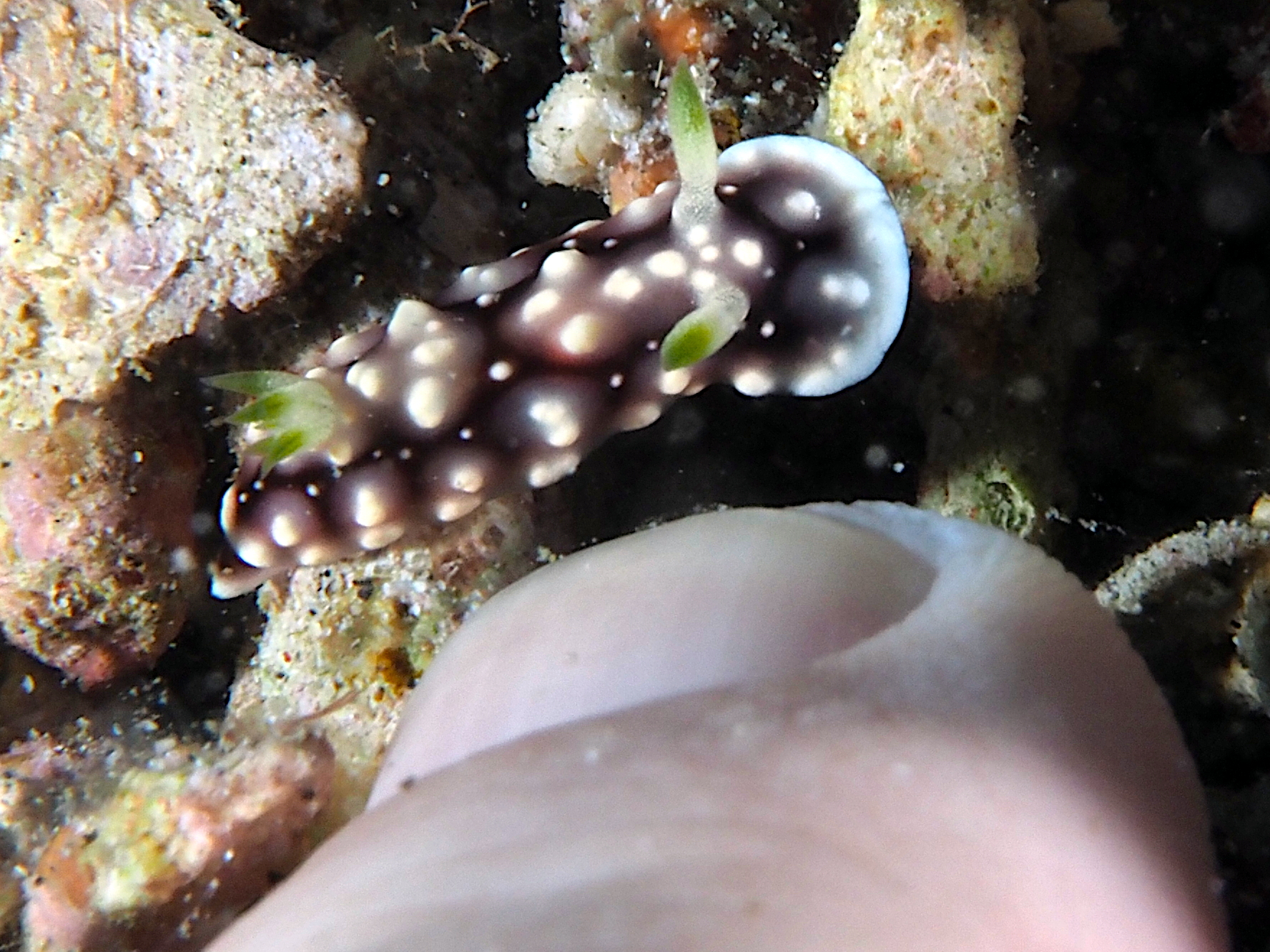 Geometric Chromodoris - Goniobranchus geometricus