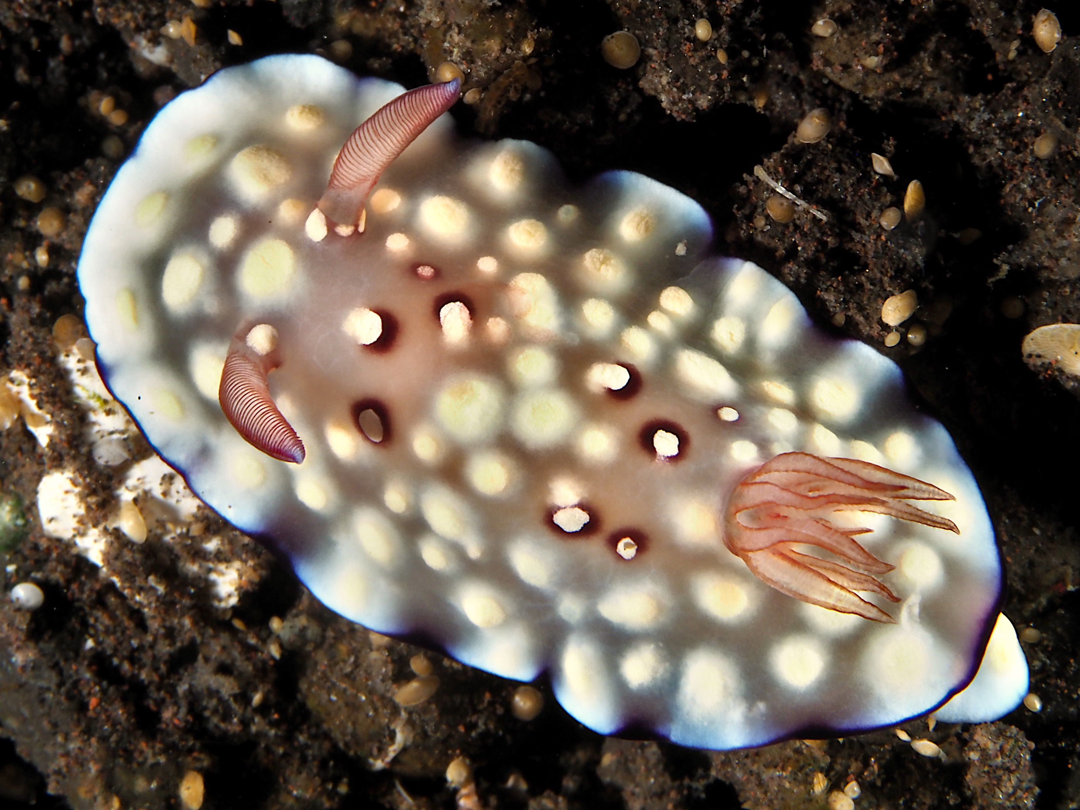 Bus Stop Chromodoris - Goniobranchus hintuanensis