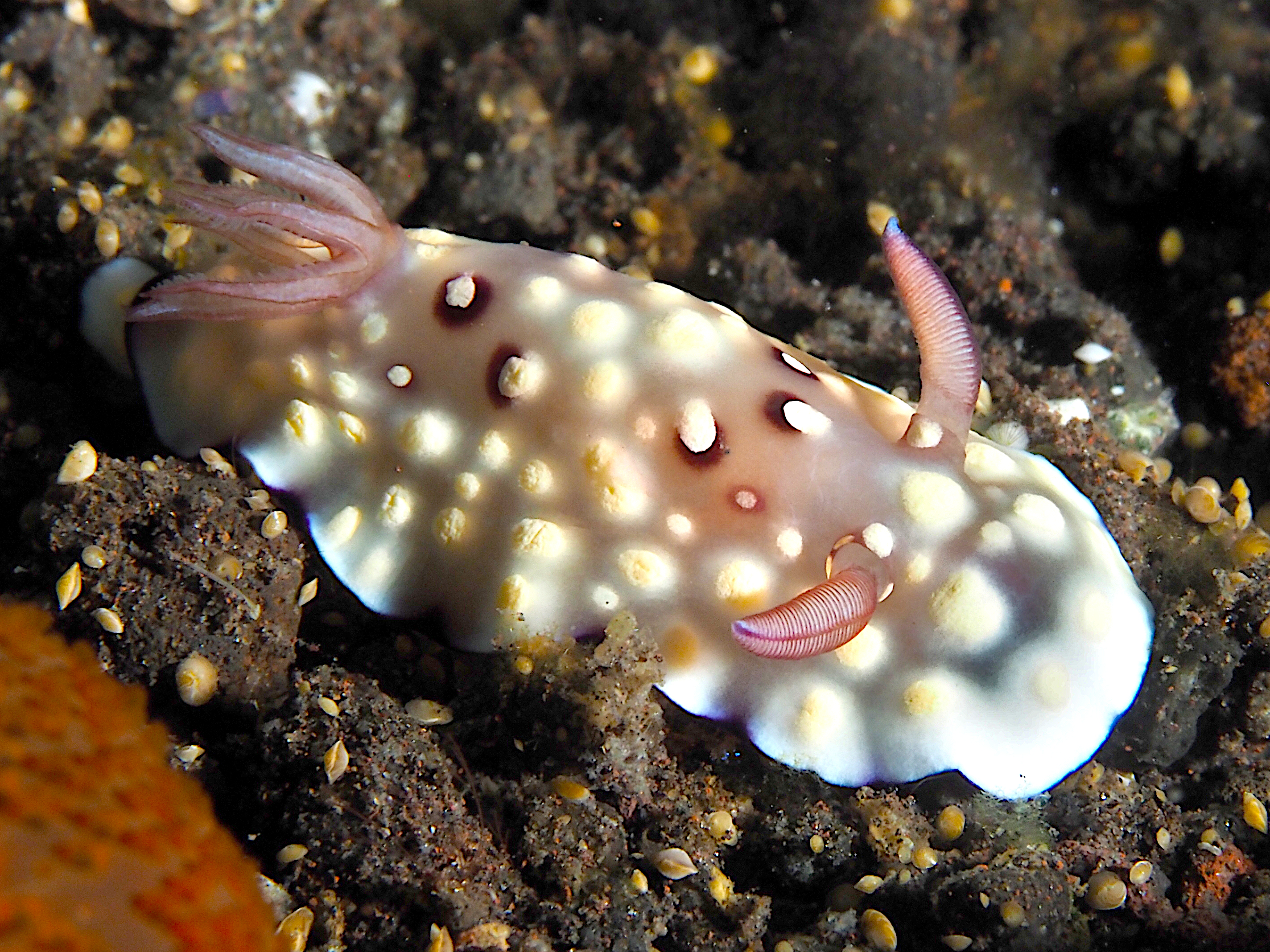 Bus Stop Chromodoris - Goniobranchus hintuanensis