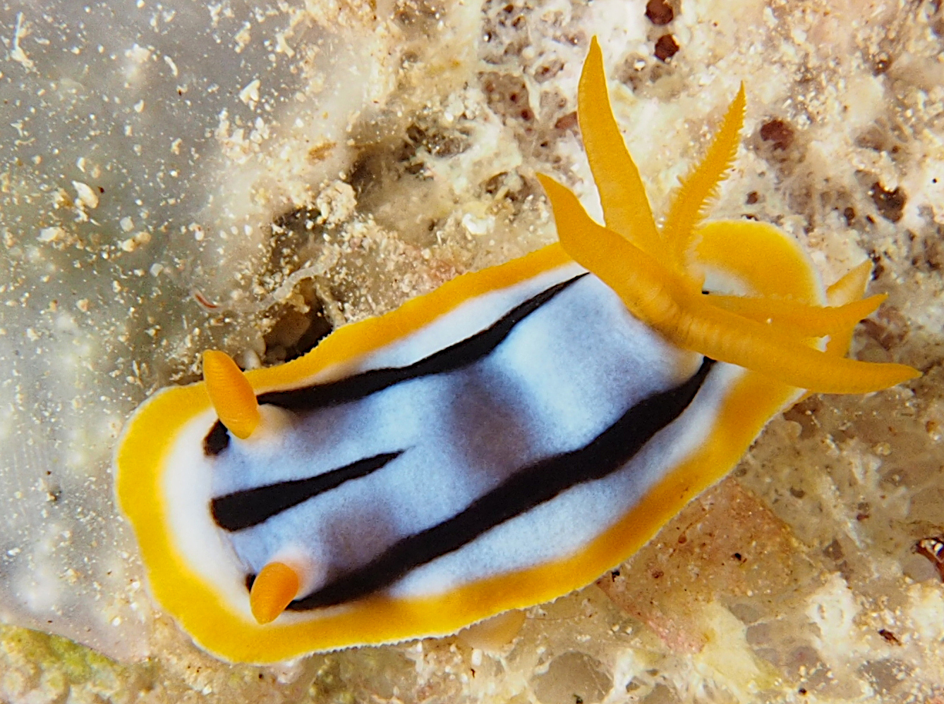 Streaked Chromodoris - Chromodoris strigata