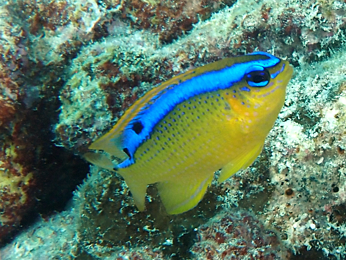 Pacific Surge Damsel - Chrysiptera leucopoma - Rangiroa, French Polynesia