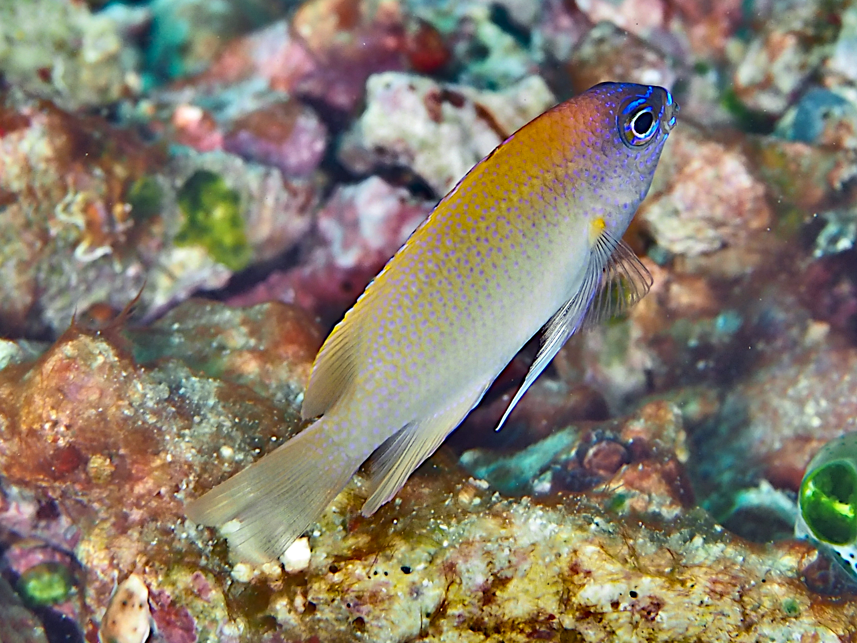 King Damsell - Chrysiptera rex - Komodo, Indonesia