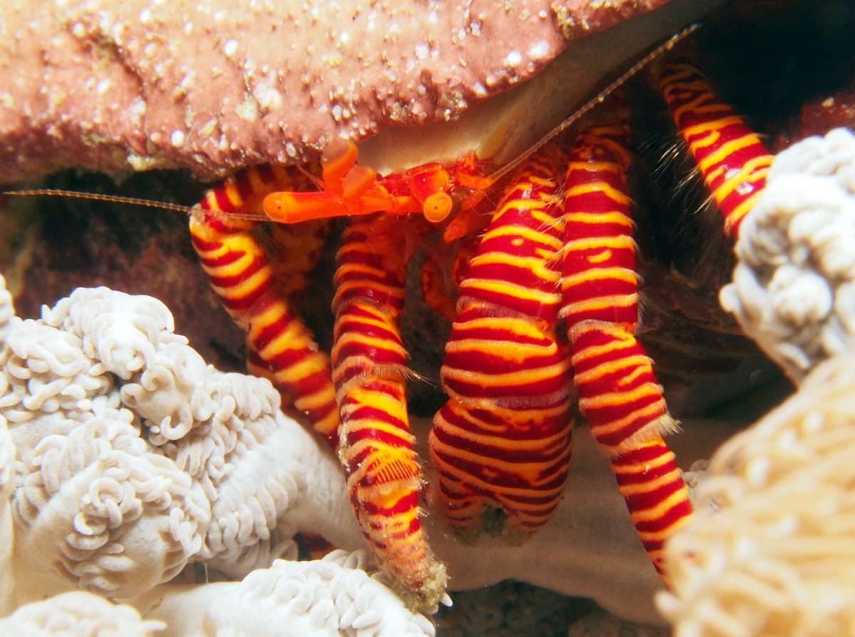 Halloween Hermit Crab - Ciliopagurus strigatus