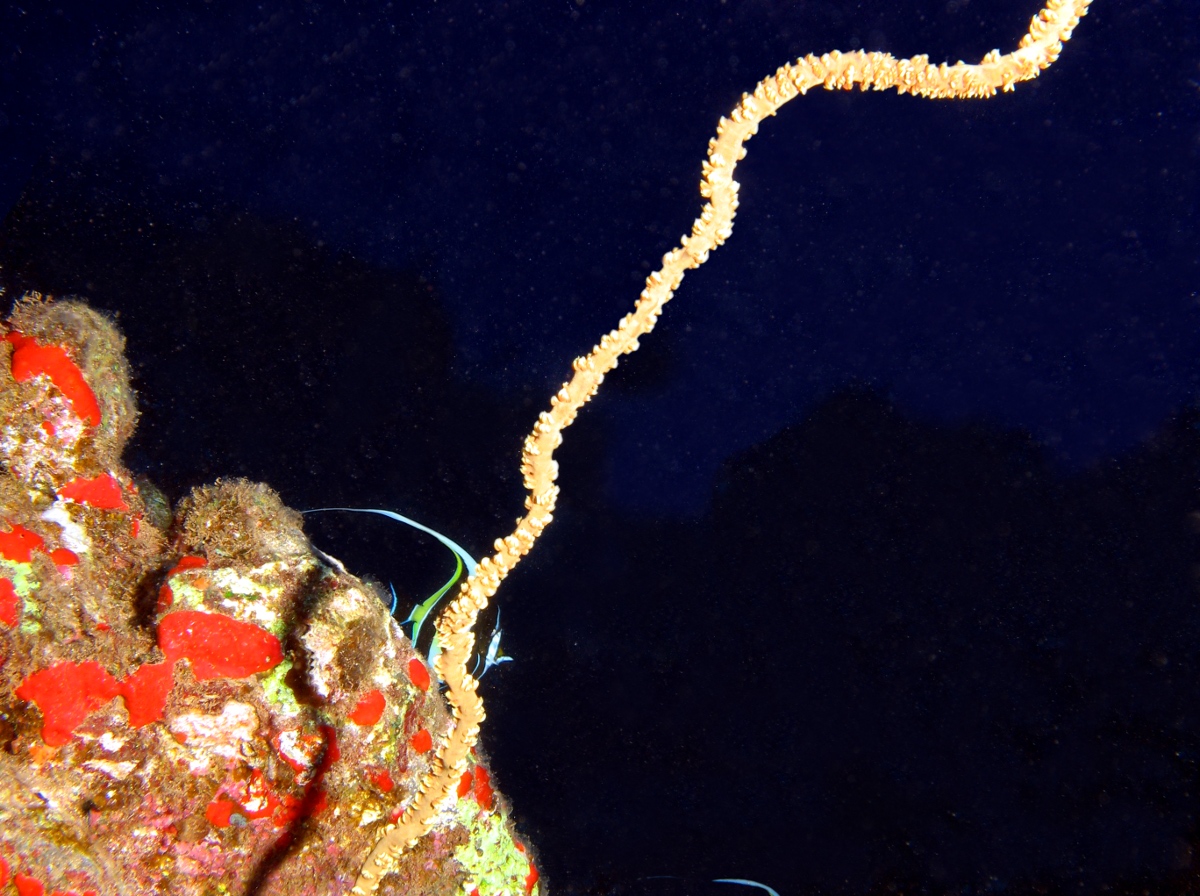 Common Wire Coral - Cirrhipathes anguina