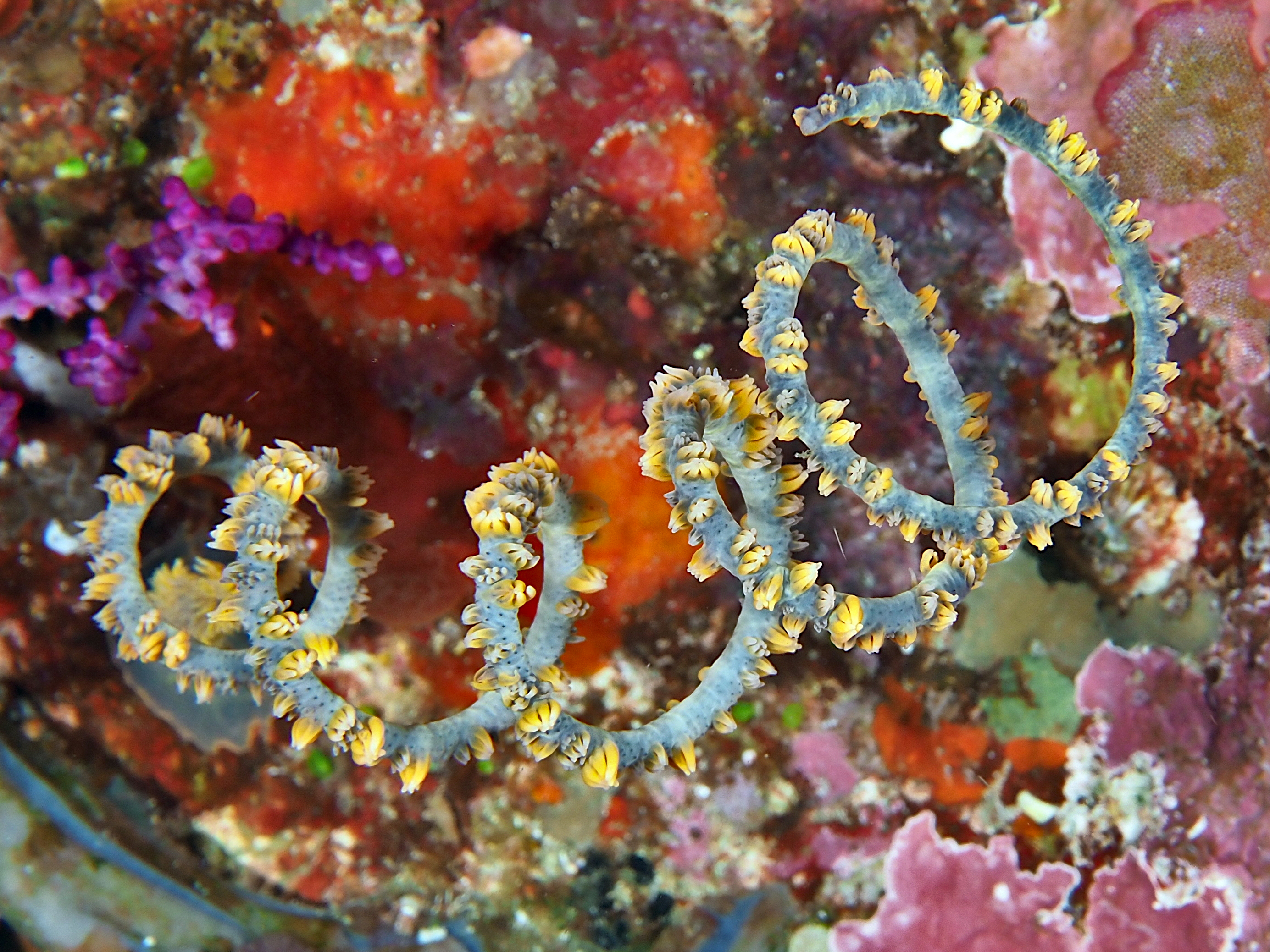 Spiral Wire Coral - Cirrhipathes spiralis - Komodo, Indonesia