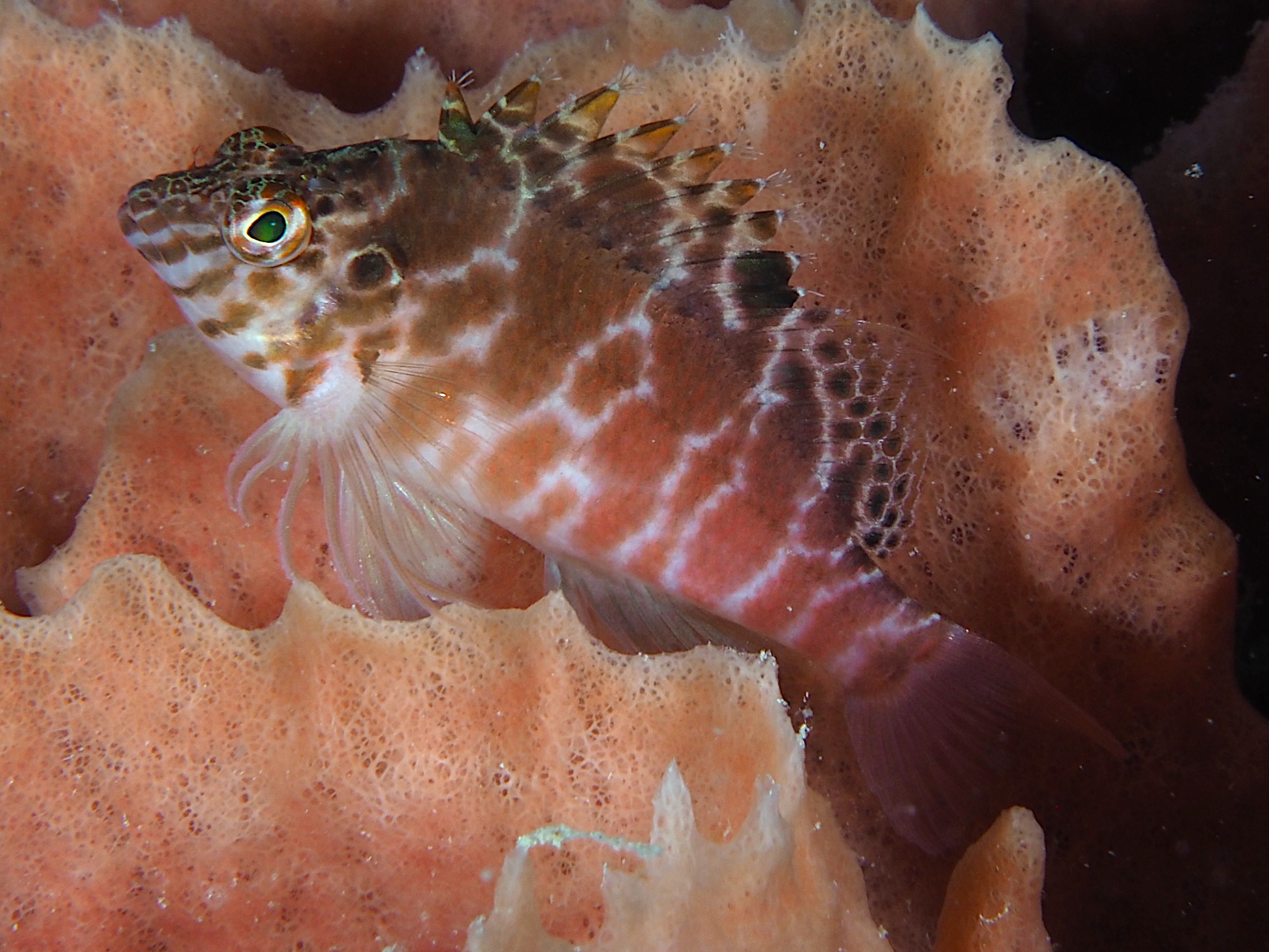 Threadfin Hawkfish - Cirrhitichthys aprinus