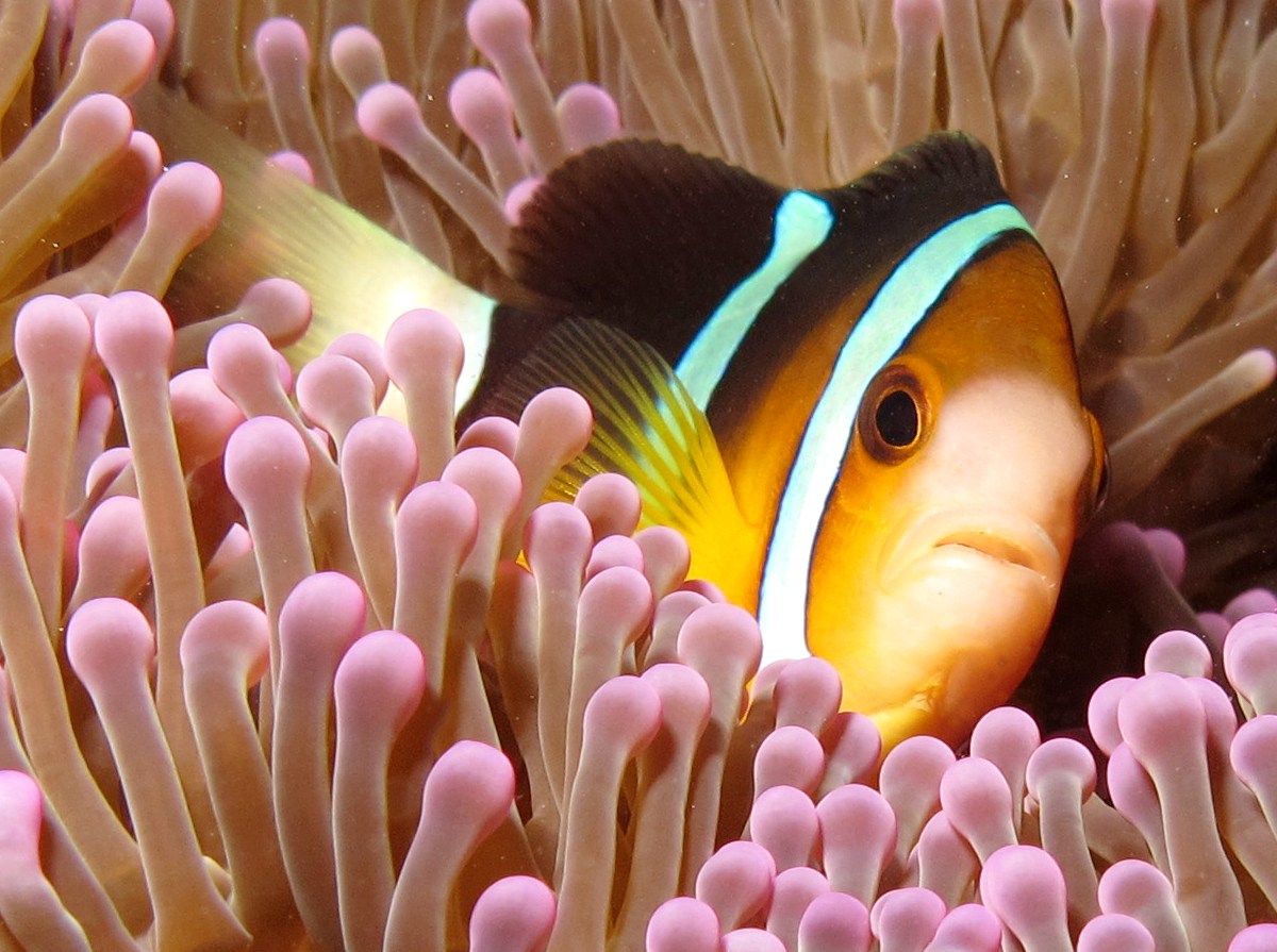 Clark's Anemonefish - Amphiprion clarkii