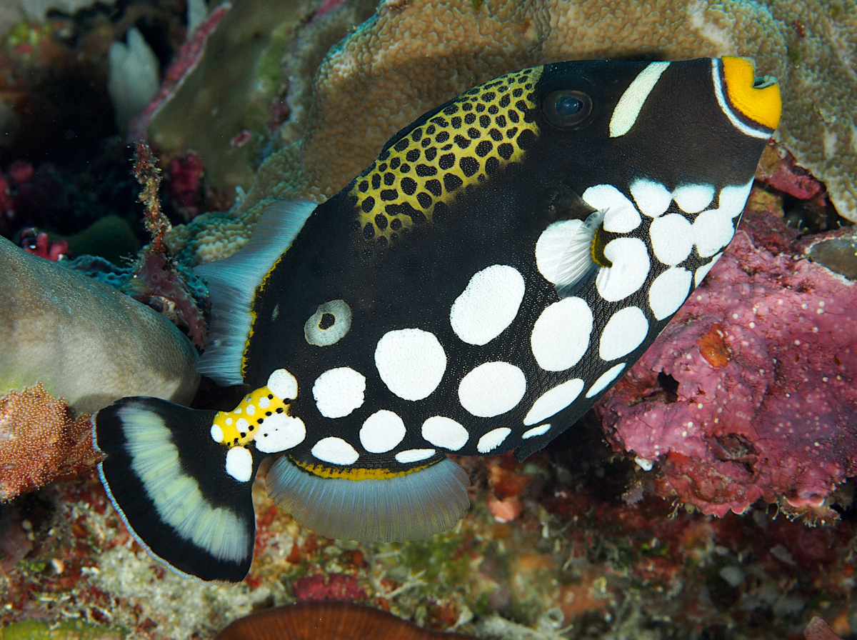 Clown Triggerfish - Balistoides conspicillum