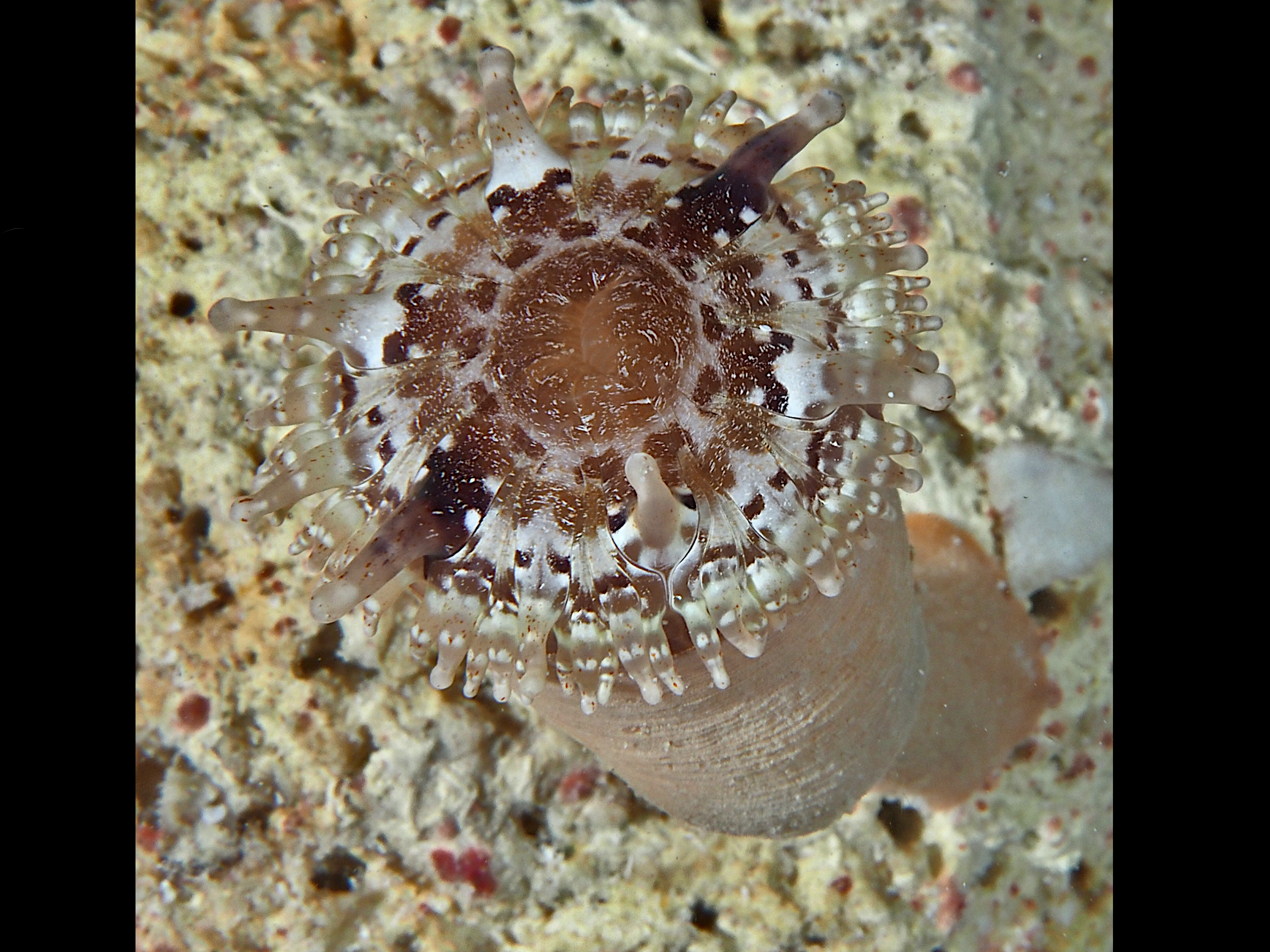 Club-Tipped Anemone - Telmatactis cricoides