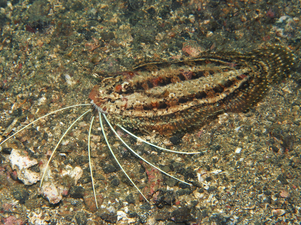 Cockatoo Flounder - Samaris cristatus - Lembeh Strait, Indonesia