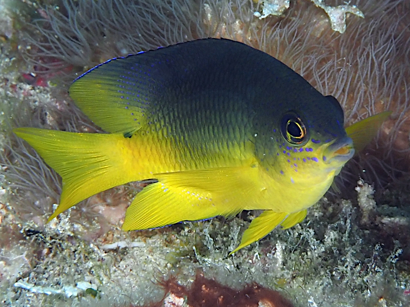 Caribbean Cocoa Damselfish - Stegastes xanthurus