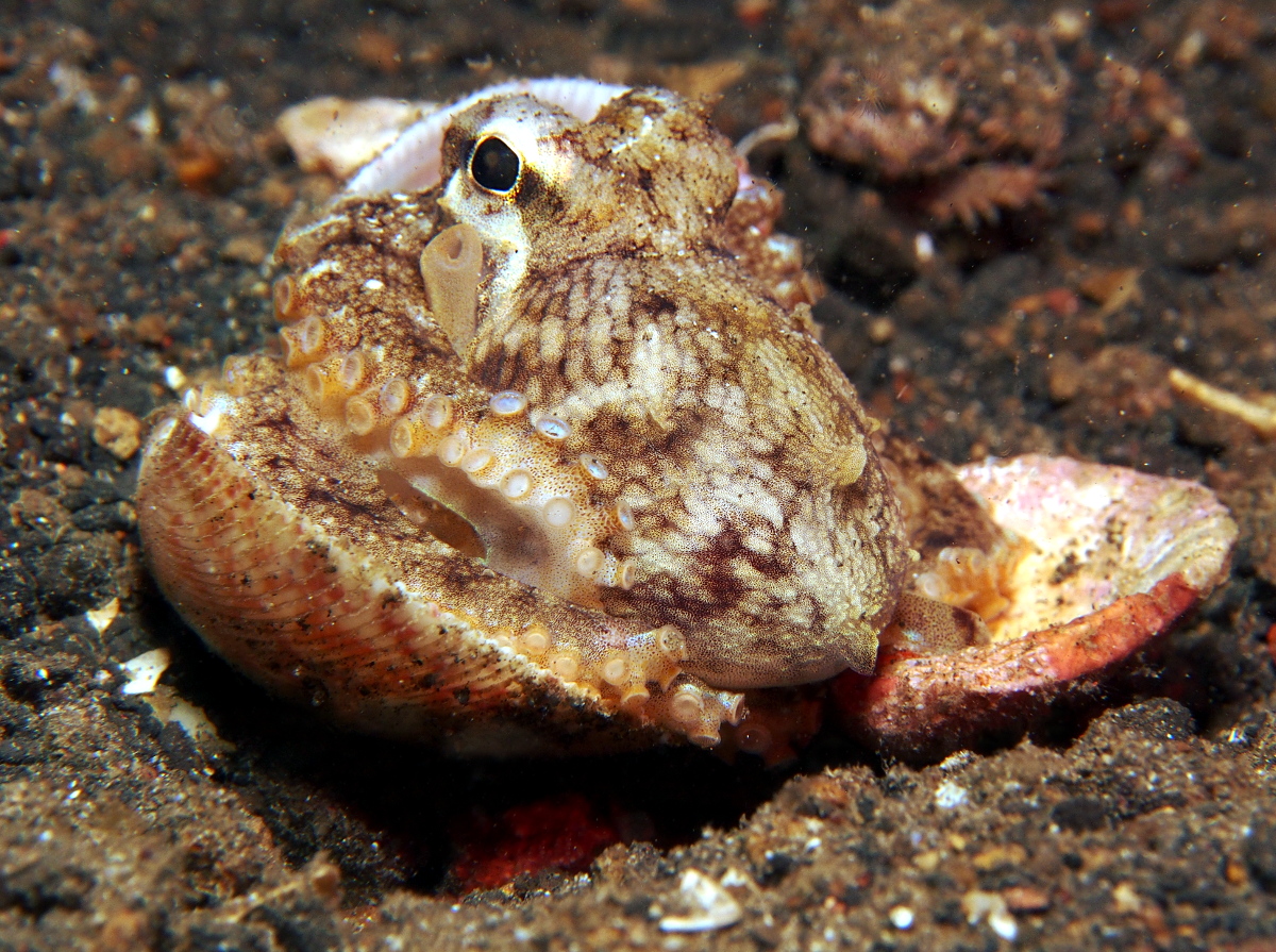 Coconut Octopus - Amphioctopus marginatus