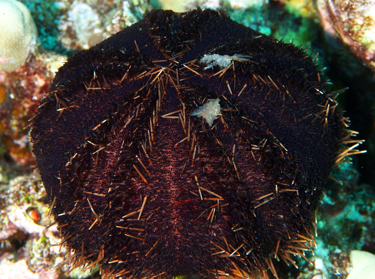Collector Urchin - Tripneustes gratilla