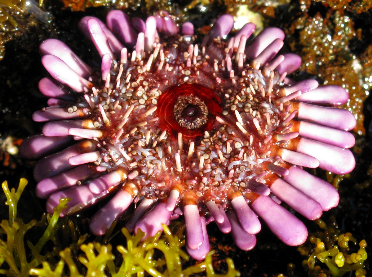 Shingle Sea Urchin - Colobocentrotus atratus