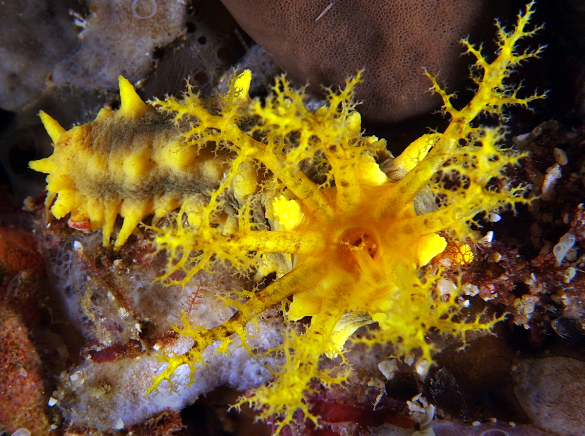 Yellow Sea Cucumber - Colochirus robustus - Anilao, Philippines