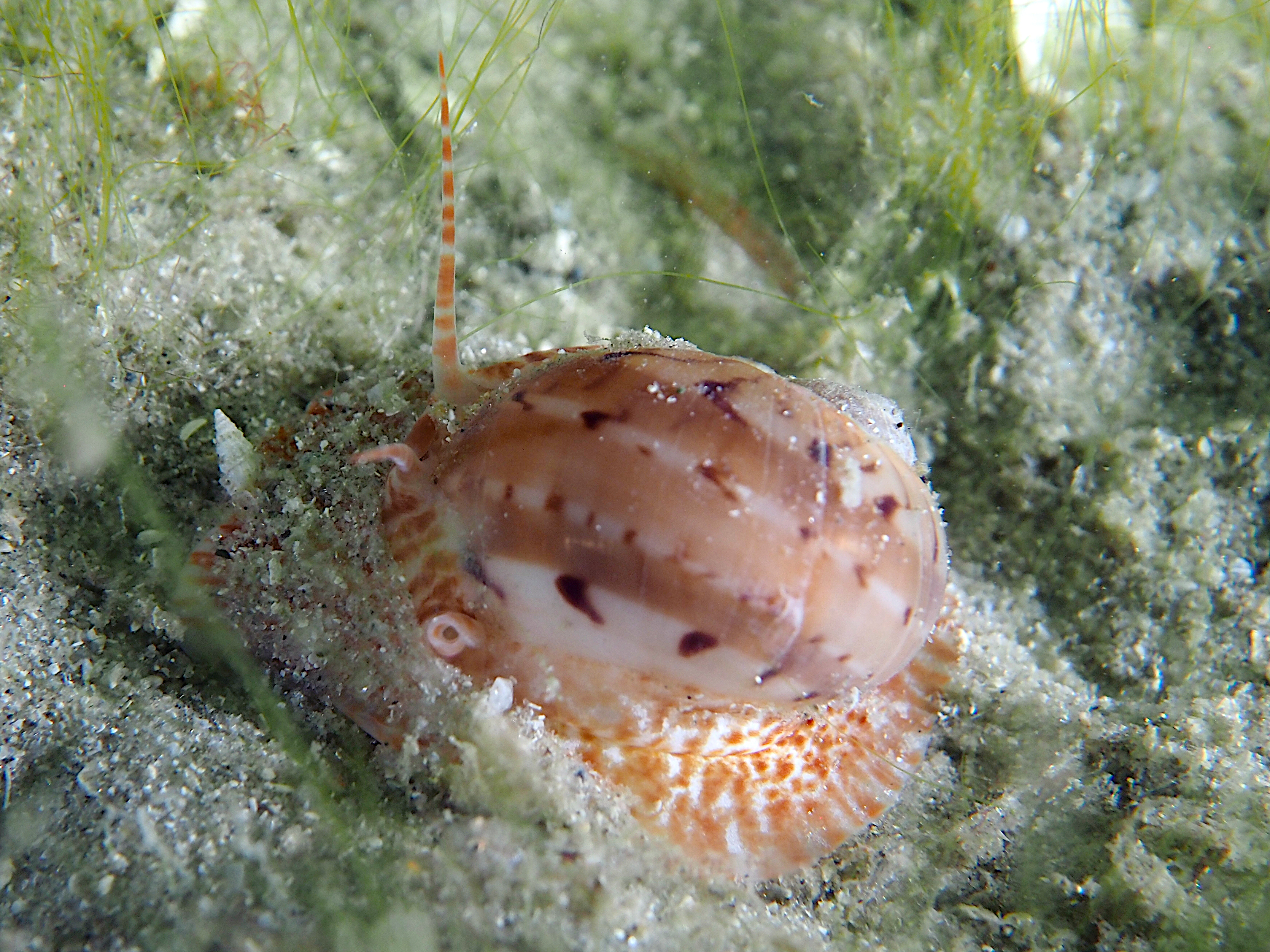 Colorful Moon Snail - Naticarius canrena - Blue Heron Bridge, Florida