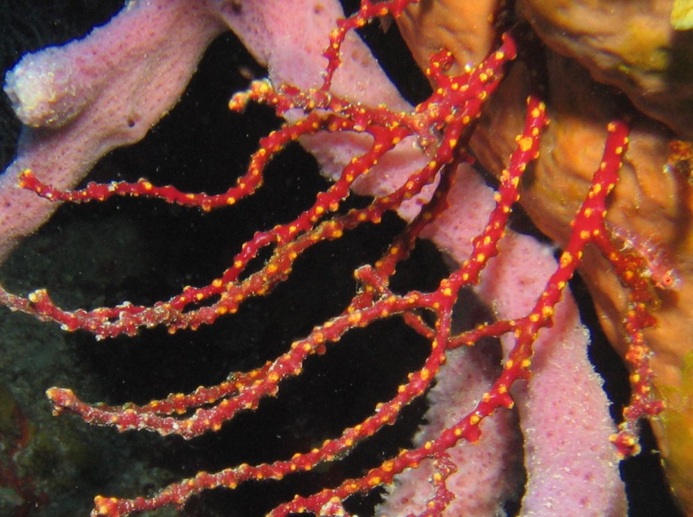 Colorful Sea Rod - Diodogorgia nodulifera