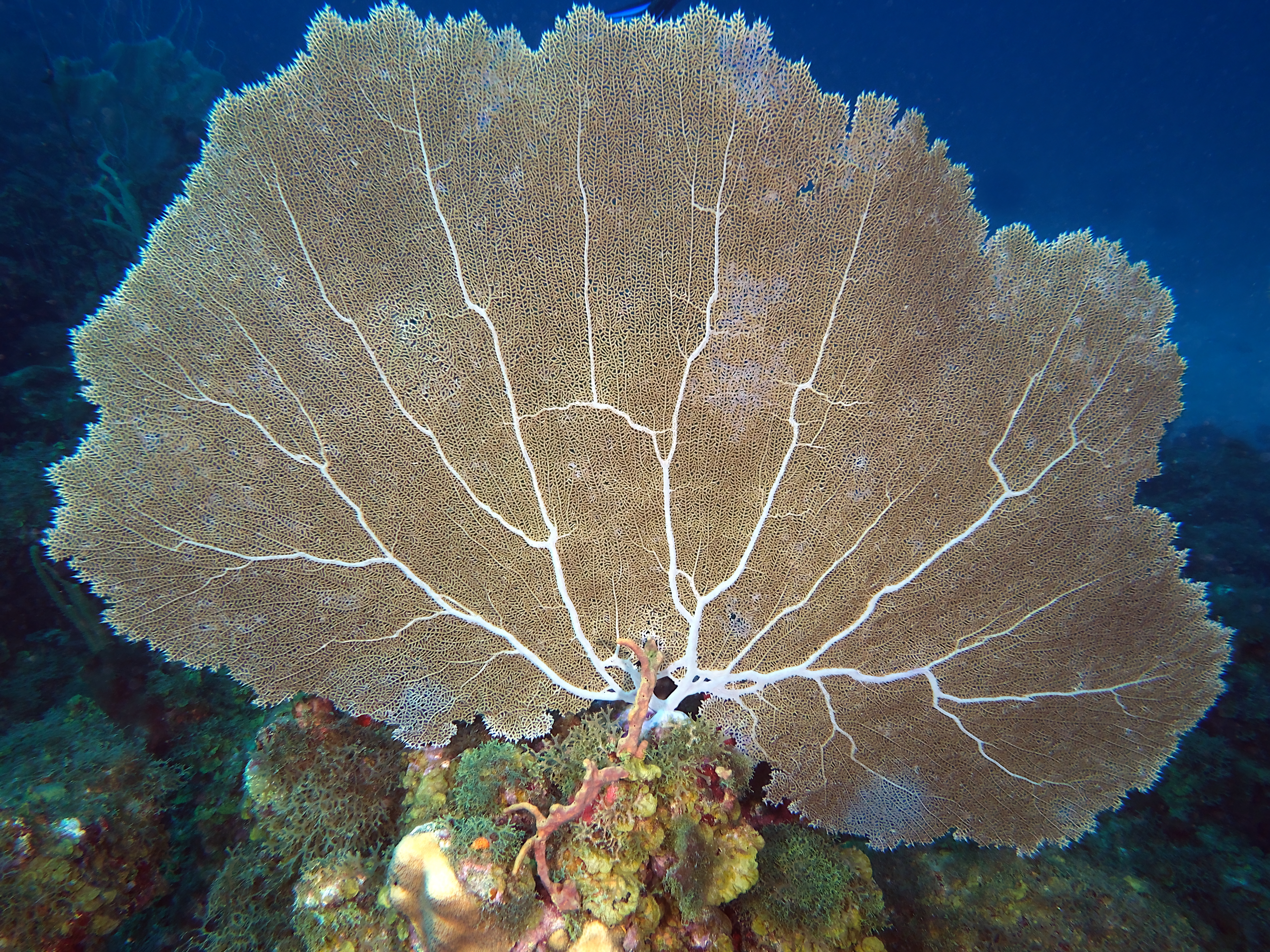 Common Sea Fan - Gorgonia ventalina