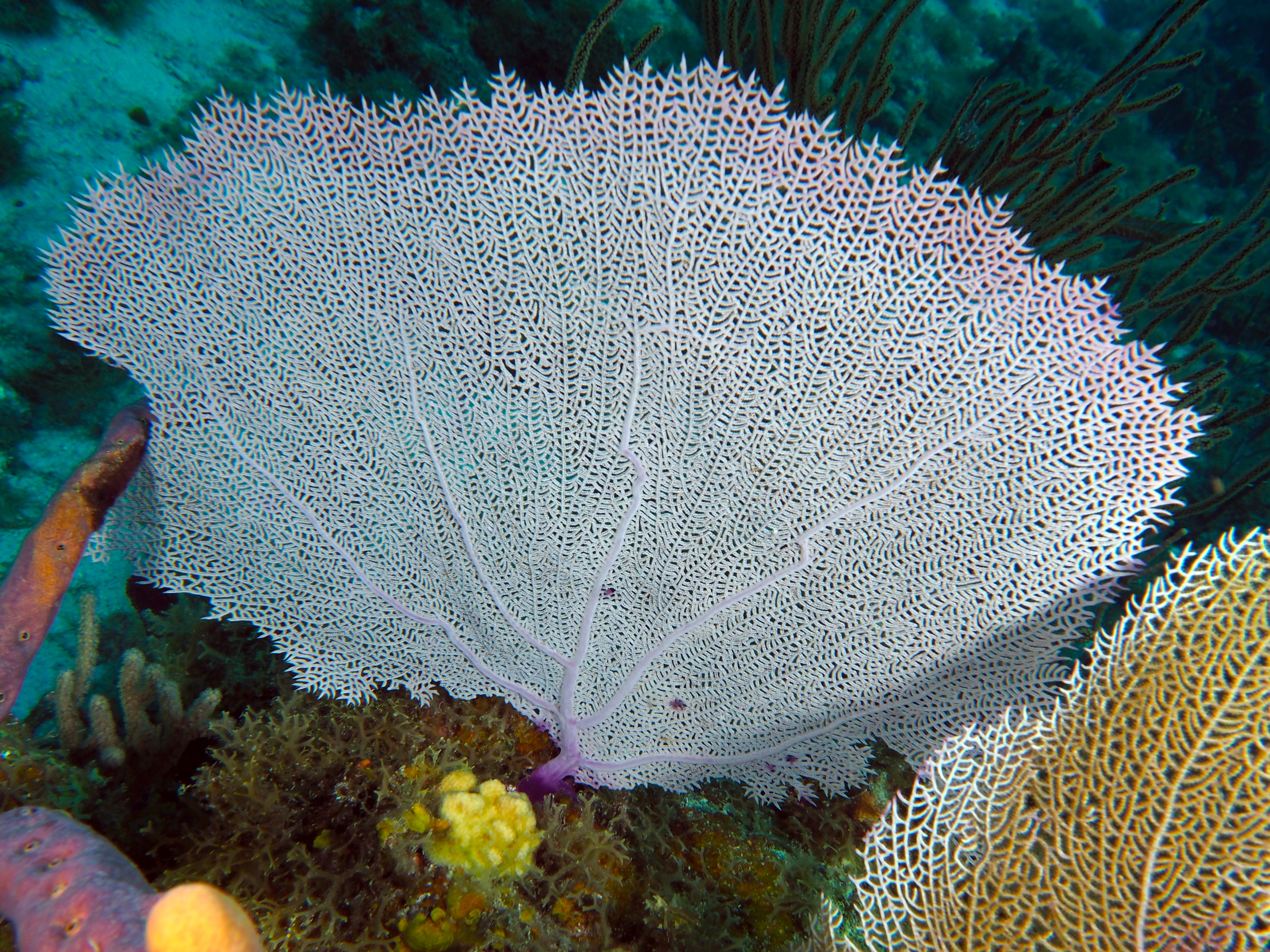 Common Sea Fan - Gorgonia ventalina