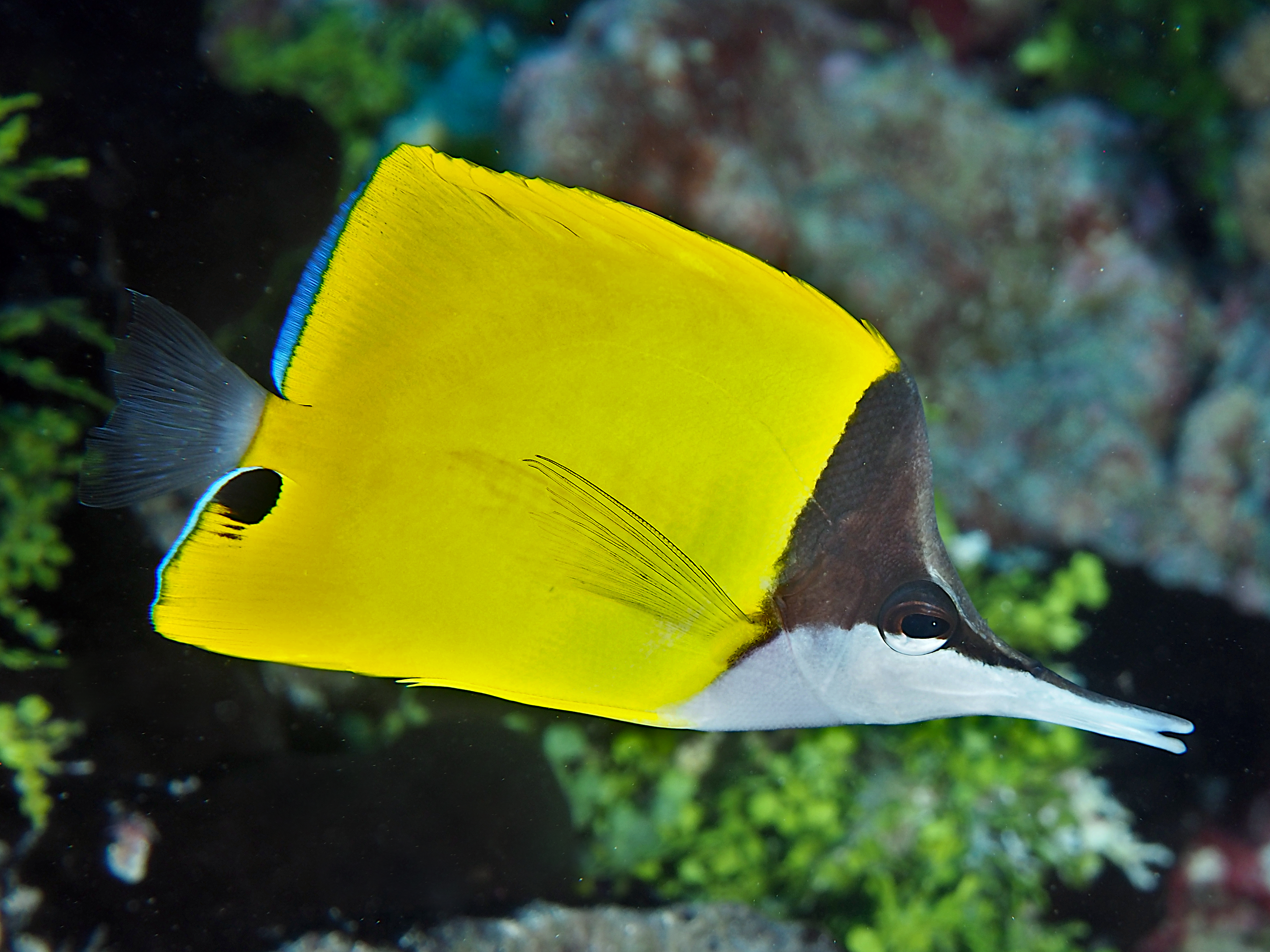 Longnose Butterflyfish - Forcipiger flavissimus