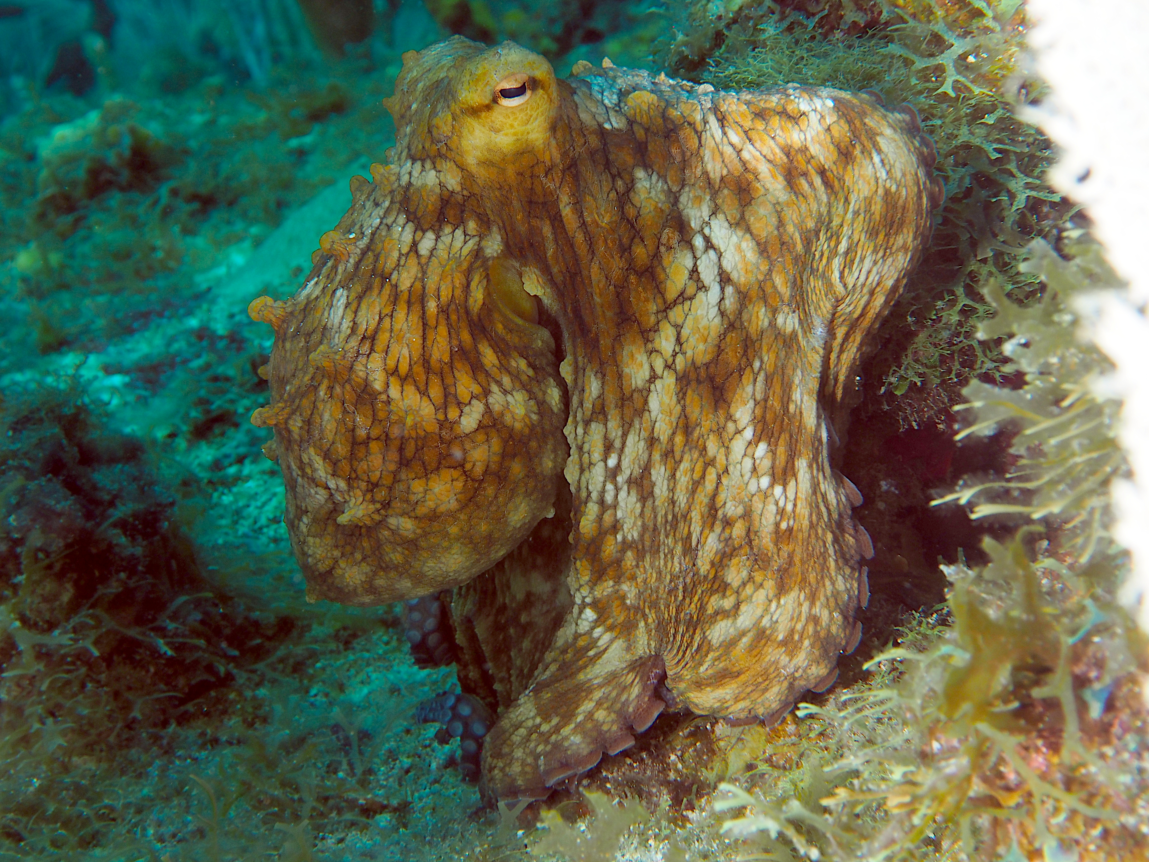 Common Octopus - Octopus vulgaris