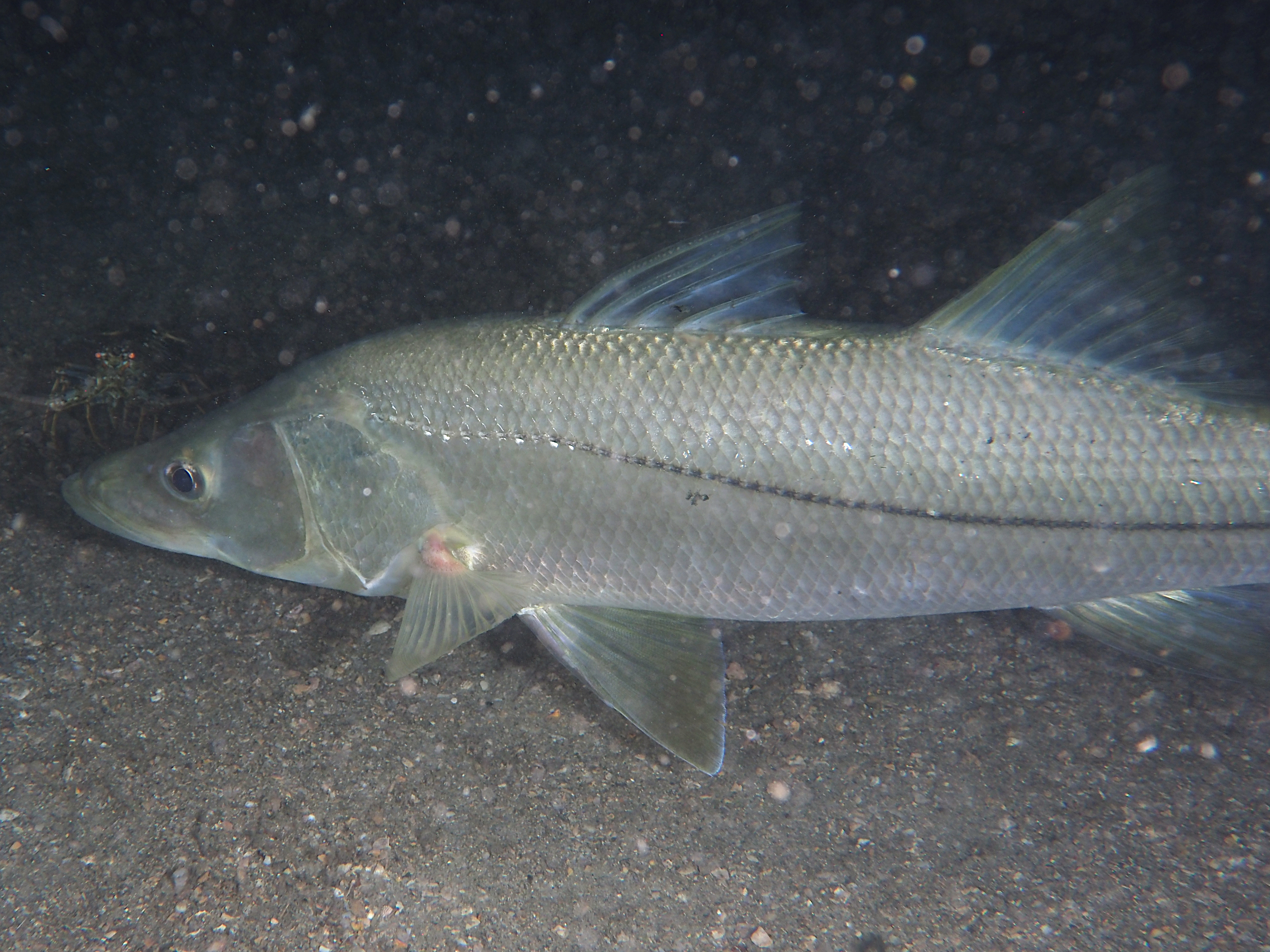 Common Snook - Centropomus undecimalis - Blue Heron Bridge, Florida