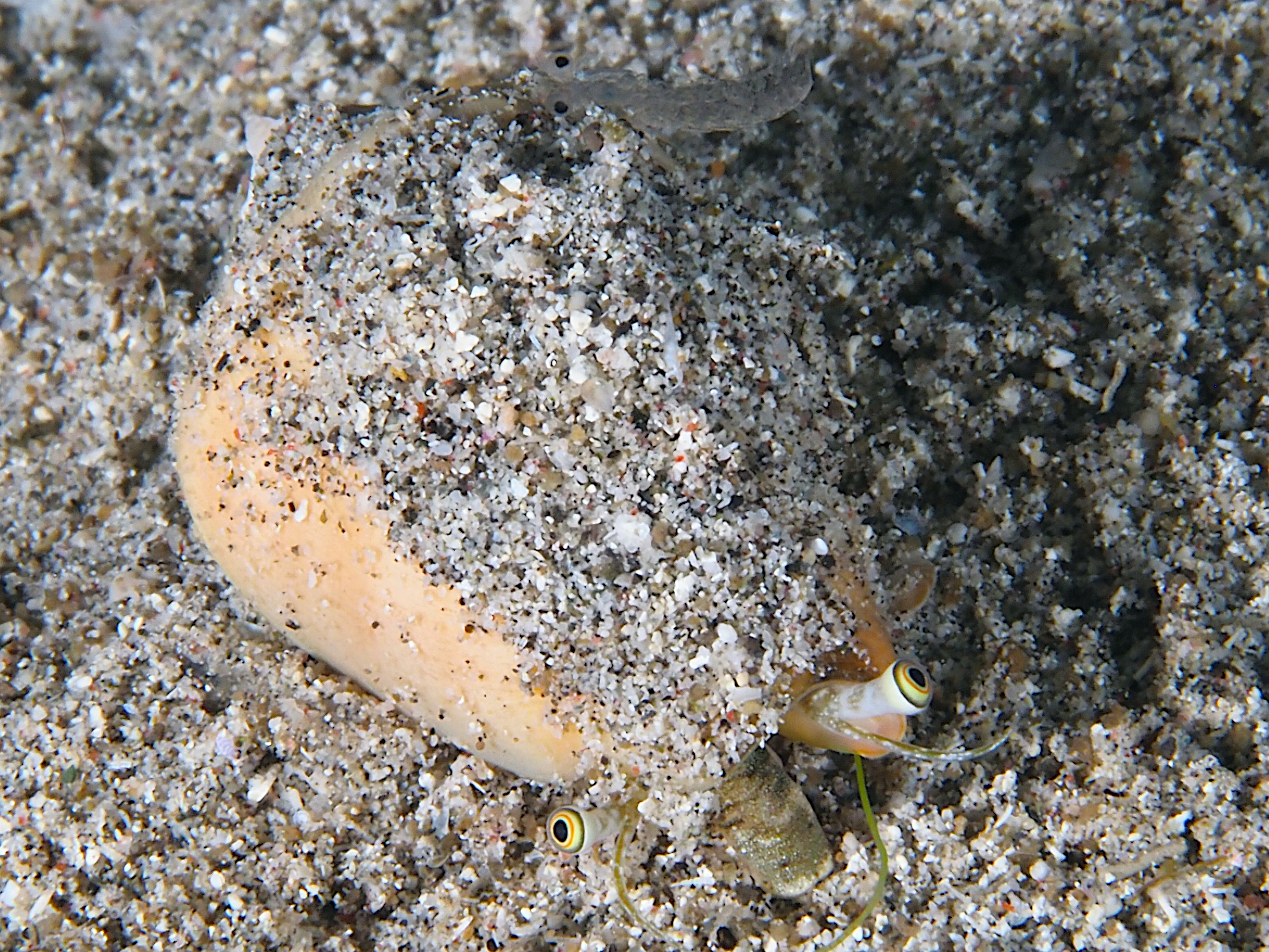 Strawberry Conch - Conomurex luhuanus