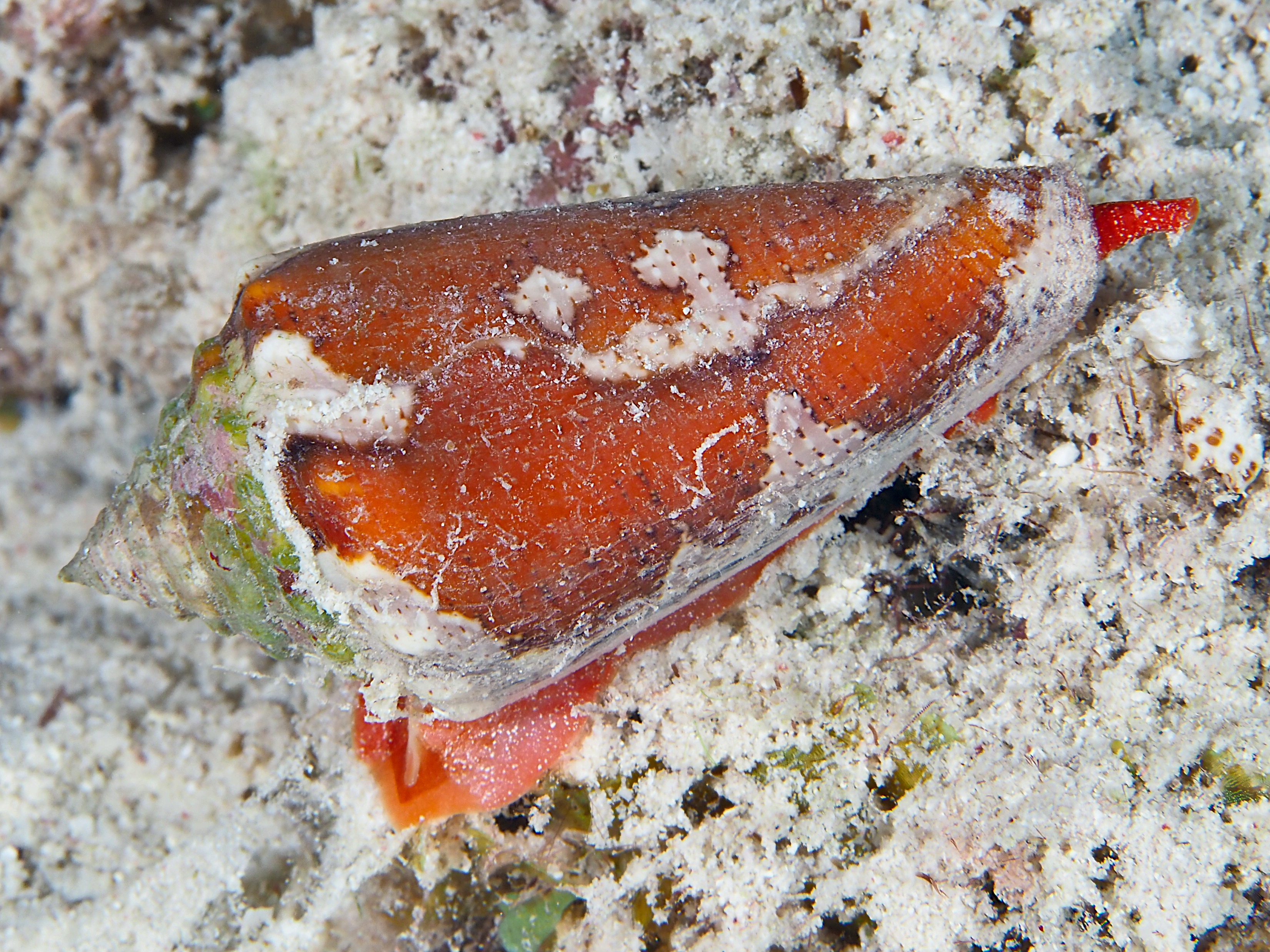 Golden Cone - Conus aurantius