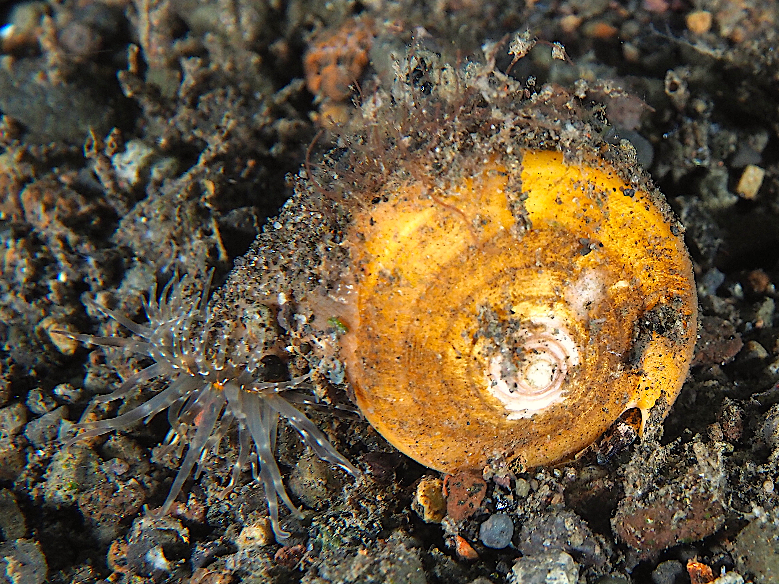Oak Cone - Conus quercinus