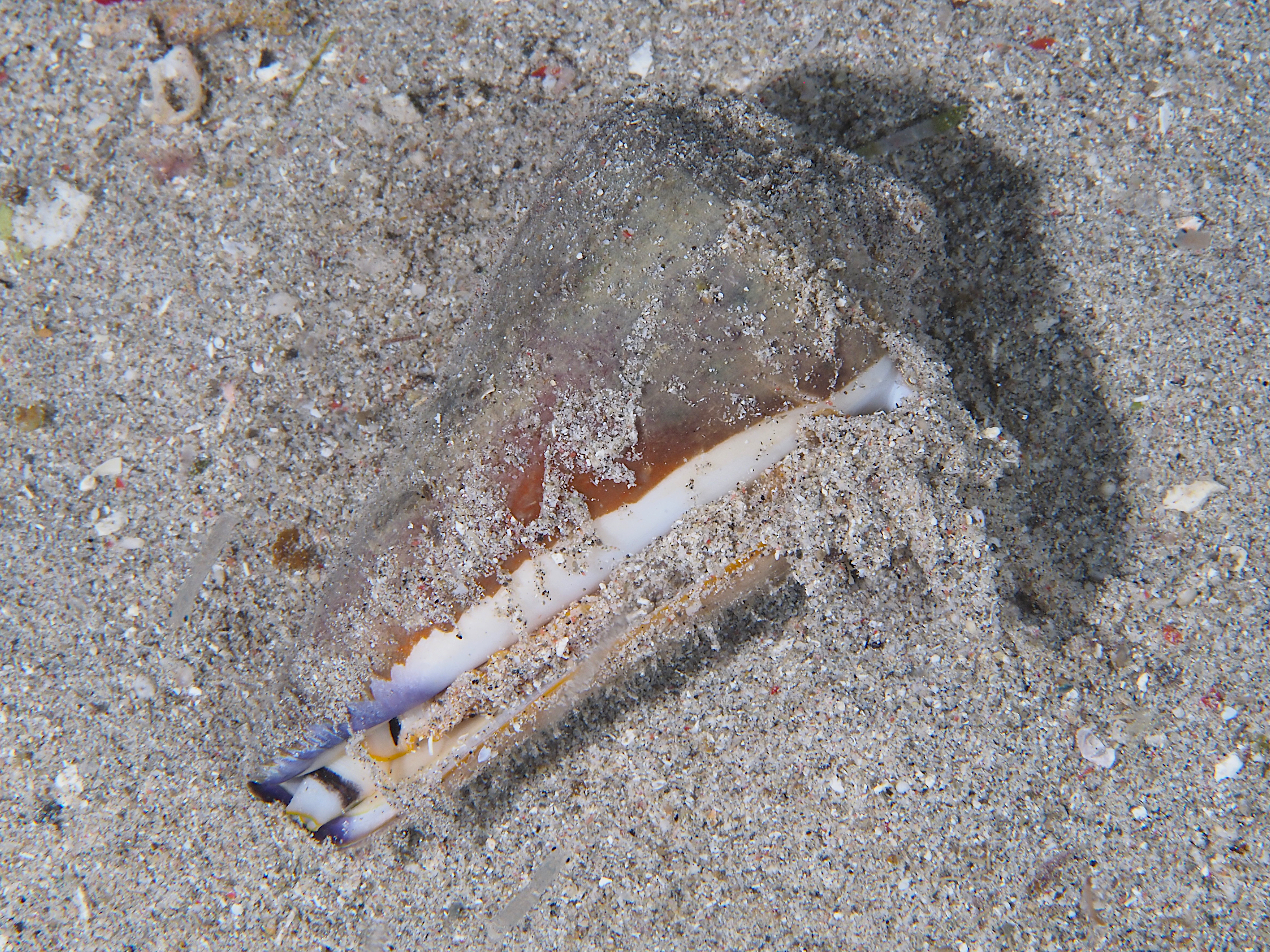 Virgin Cone - Conus virgo - Komodo, Indonesia