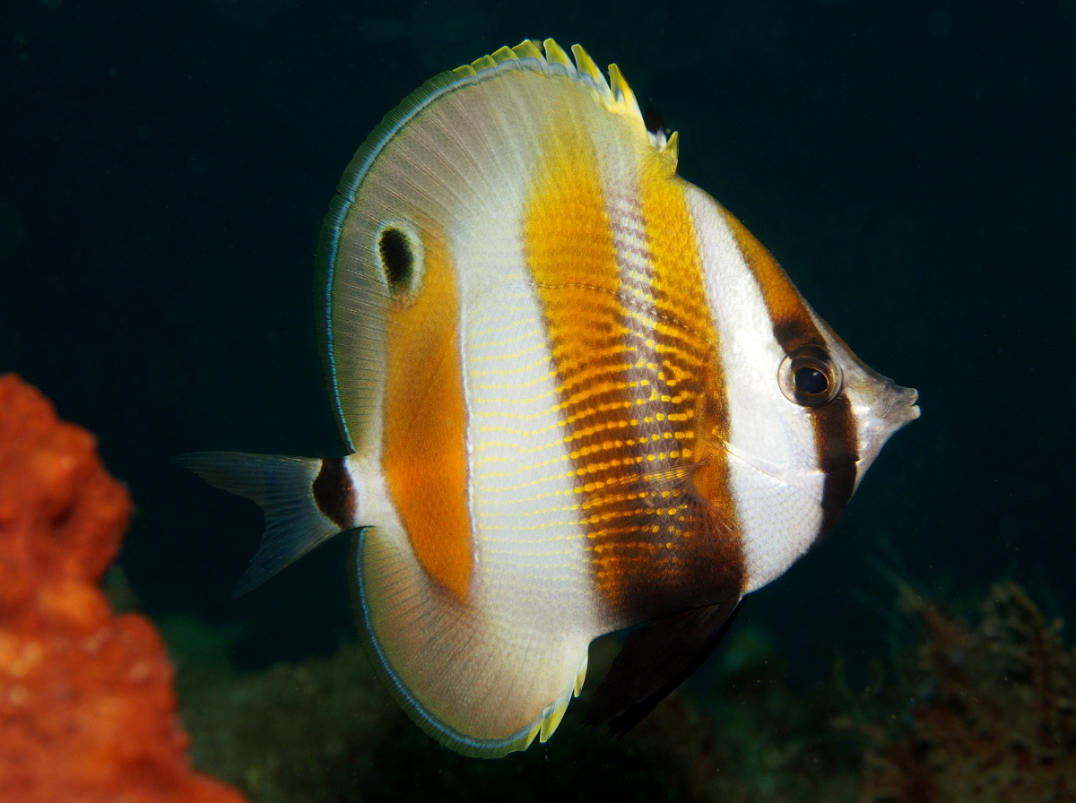 Orange-Banded Coralfish - Coradion chrysozonus