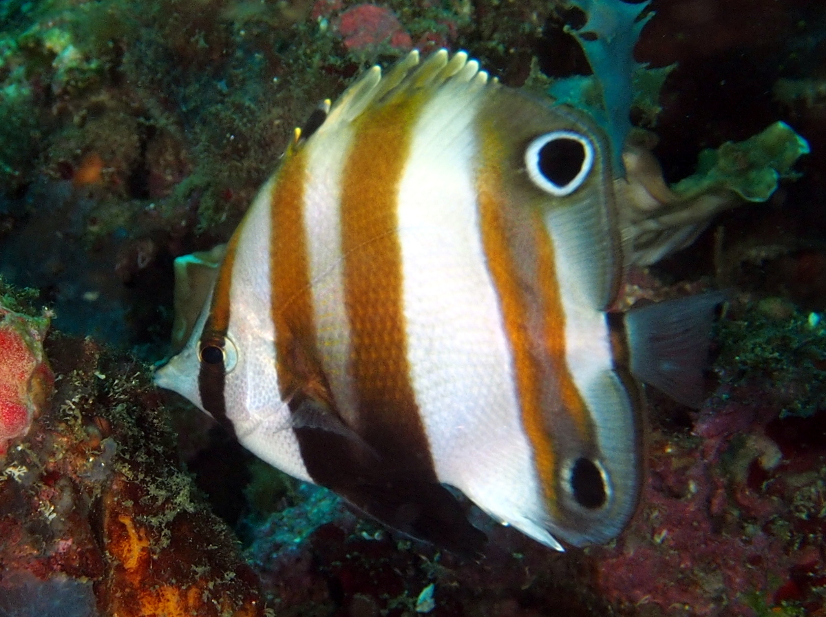Two-Eyed Coralfish - Coradion melanopus