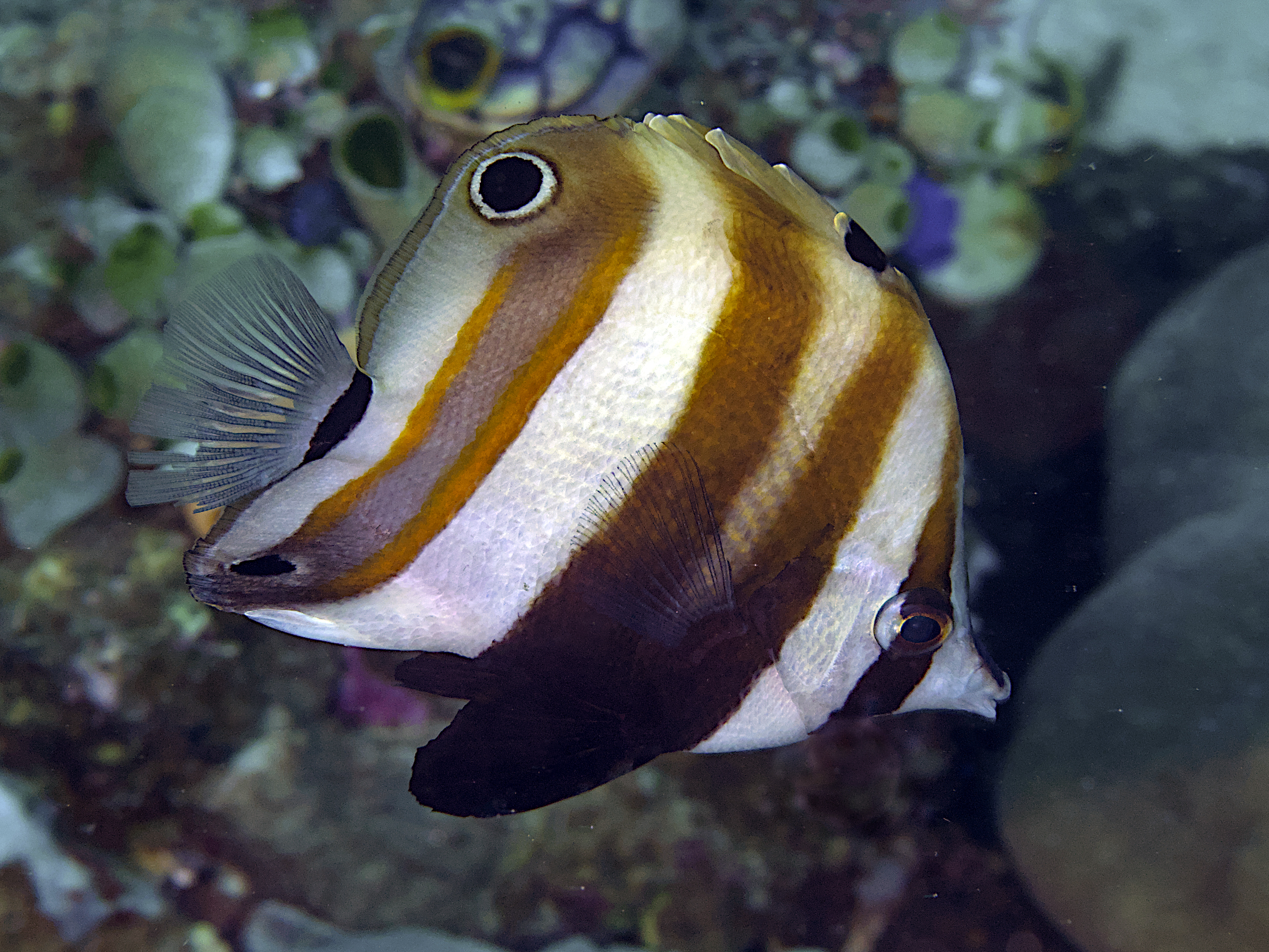 Two-Eyed Coralfish - Coradion melanopus